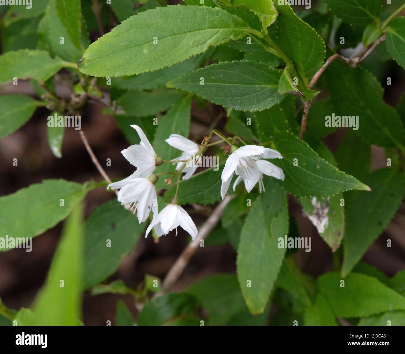 Deutzia × rosea 'campanulata' Stockfoto