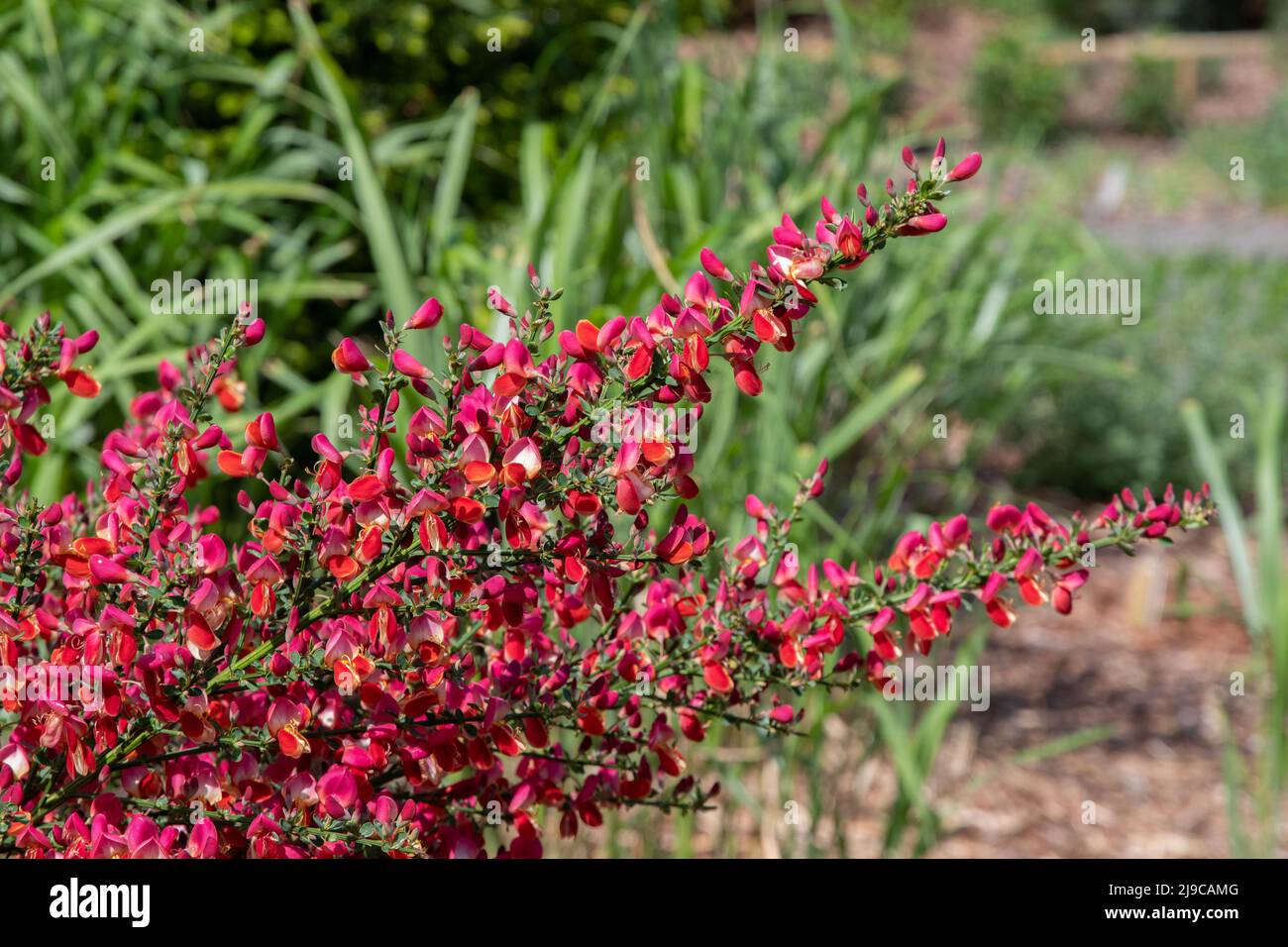 Cytisus „Red Lion“ Stockfoto