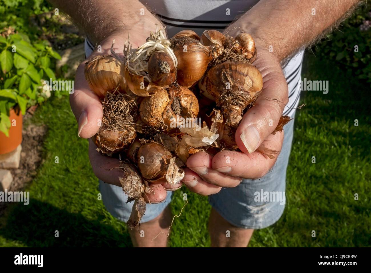 Nahaufnahme des Gärtners, der im Herbst Frühlingszwiebeln in den Händen hält. Stockfoto
