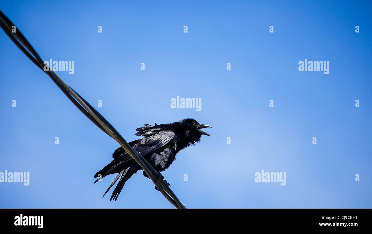 Schwarze Krähe auf Elektrodraht mit blauem Himmel dahinter Stockfoto