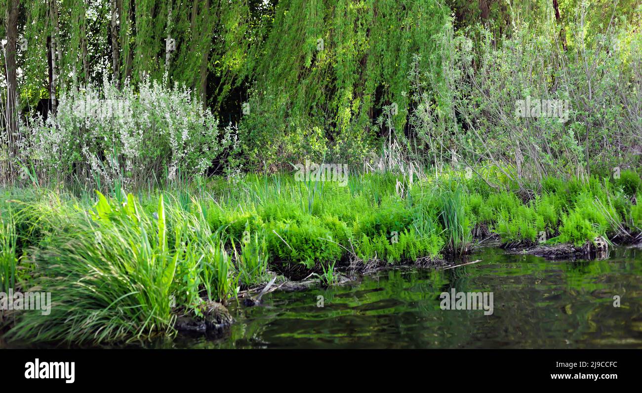 Wunderschöne Landschaft. Bäume am Ufer des Sees, hohes Gras, Schilf, Büsche. Stockfoto