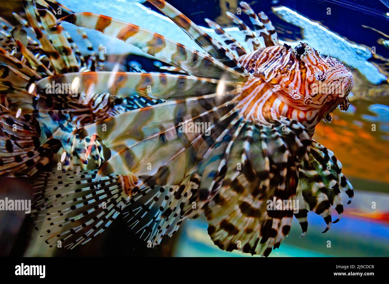 Ein Rotlionfisch (Pterois volitans) schwimmt in einem Aquarium im Dauphin Island Sea Lab und Estuarium, 29. Juni 2021, in Dauphin Island, Alabama. Stockfoto
