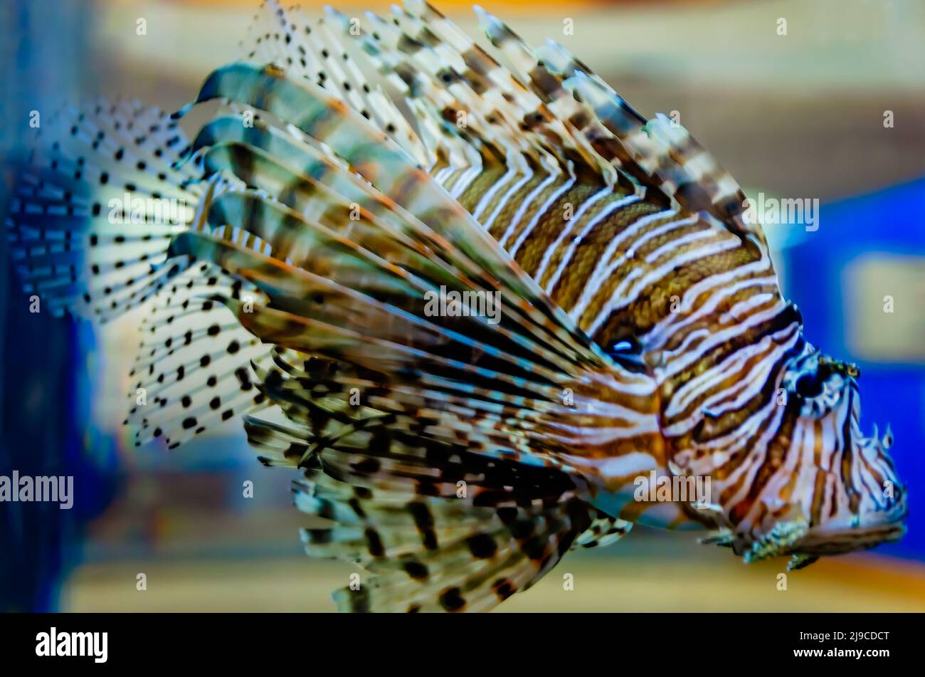 Ein Rotlionfisch (Pterois volitans) schwimmt in einem Aquarium im Dauphin Island Sea Lab und Estuarium, 29. Juni 2021, in Dauphin Island, Alabama. Stockfoto