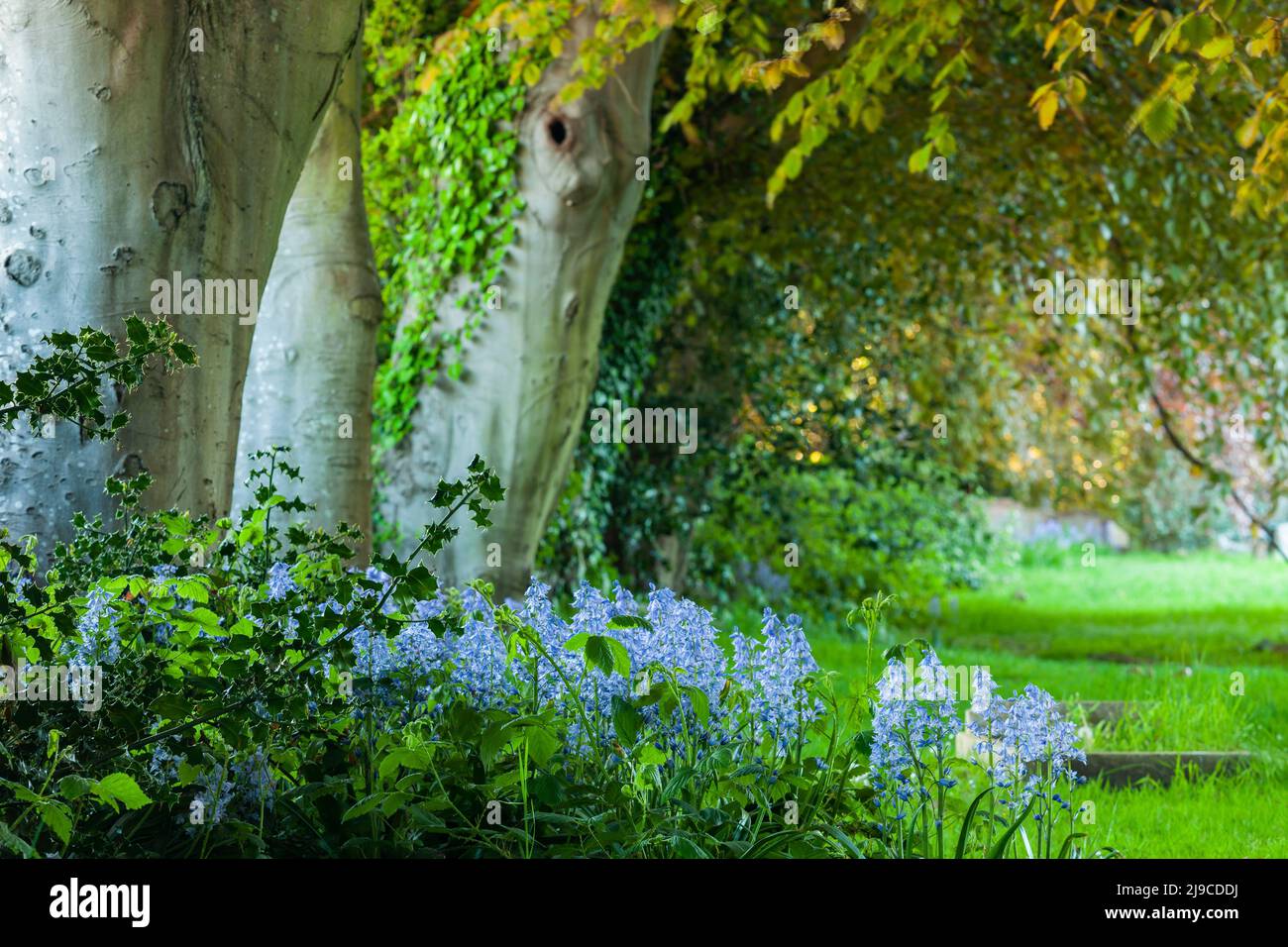 Bluebells und Buchen auf dem Kirchhof. Stockfoto