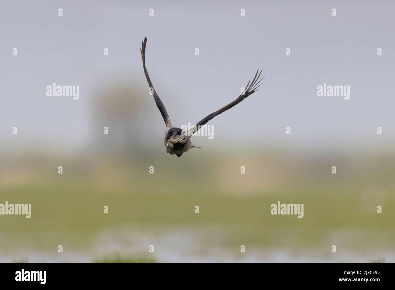 Corvus cornix mit Kapuze, Erwachsener, der über Sumpfland mit der europäischen grünen Kröte Bufotes viridis fliegt, im Schnabel erwachsen, Hortobagy, Ungarn, April Stockfoto