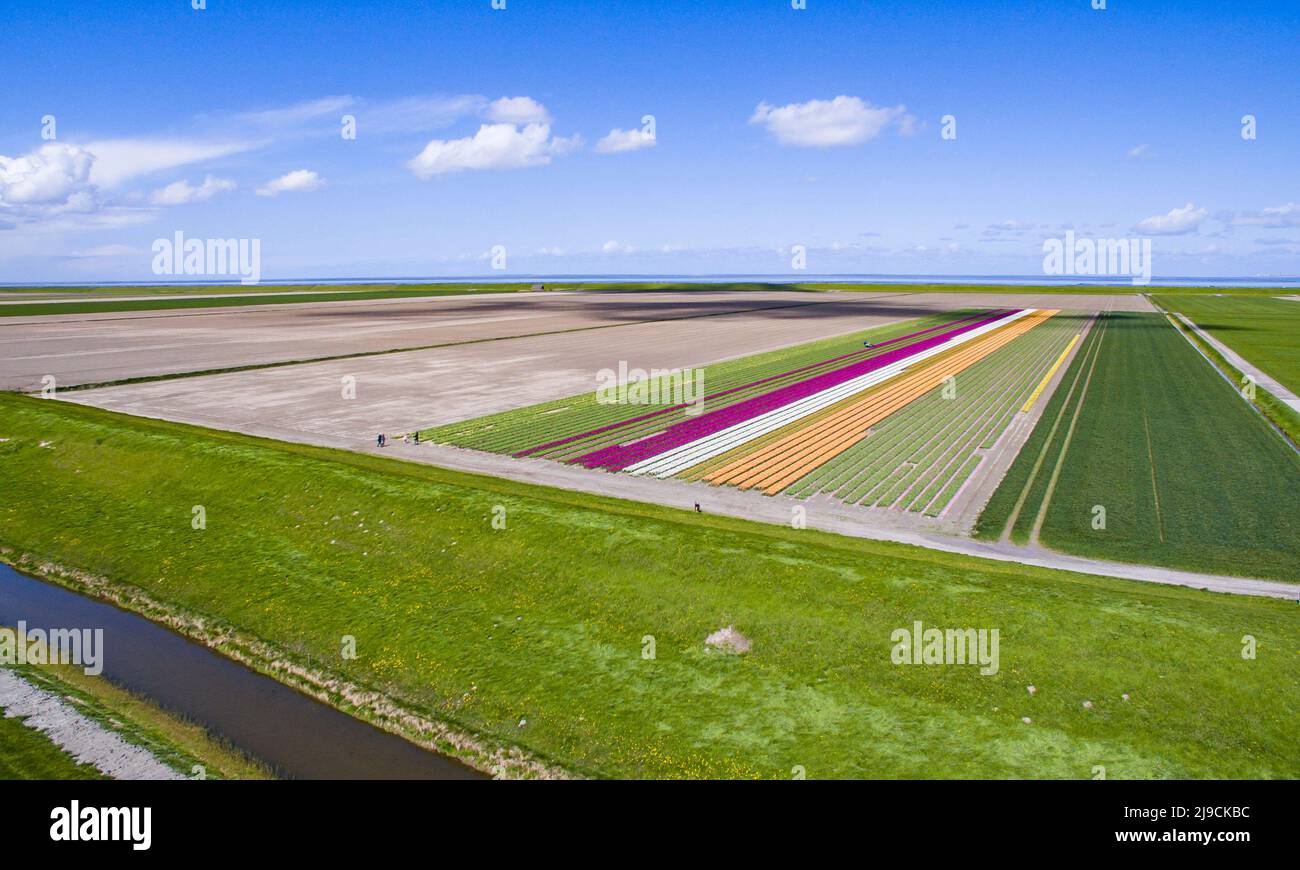 Bunte Tulpenfelder in den Niederlanden Stockfoto