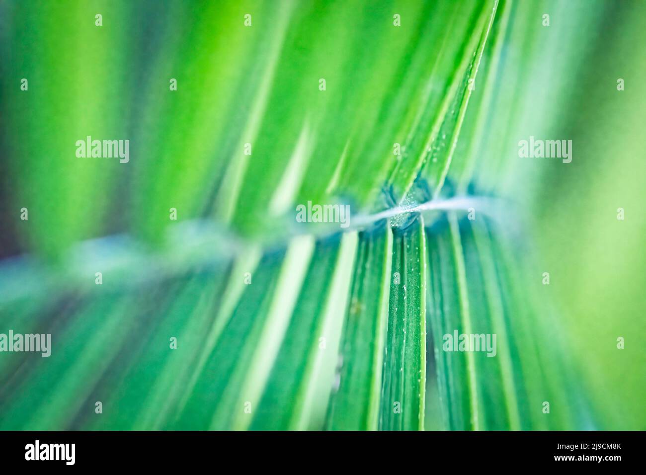 Abstrakter Natur Hintergrund - flacher Fokus auf einem Palmwedel. Stockfoto