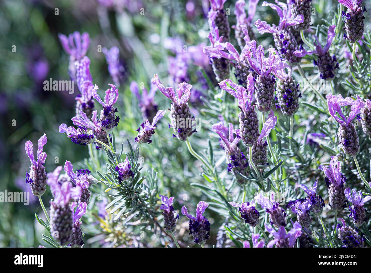 Natürlicher Hintergrund von blühendem Lavendel (Lavandula angustifolia). Stockfoto