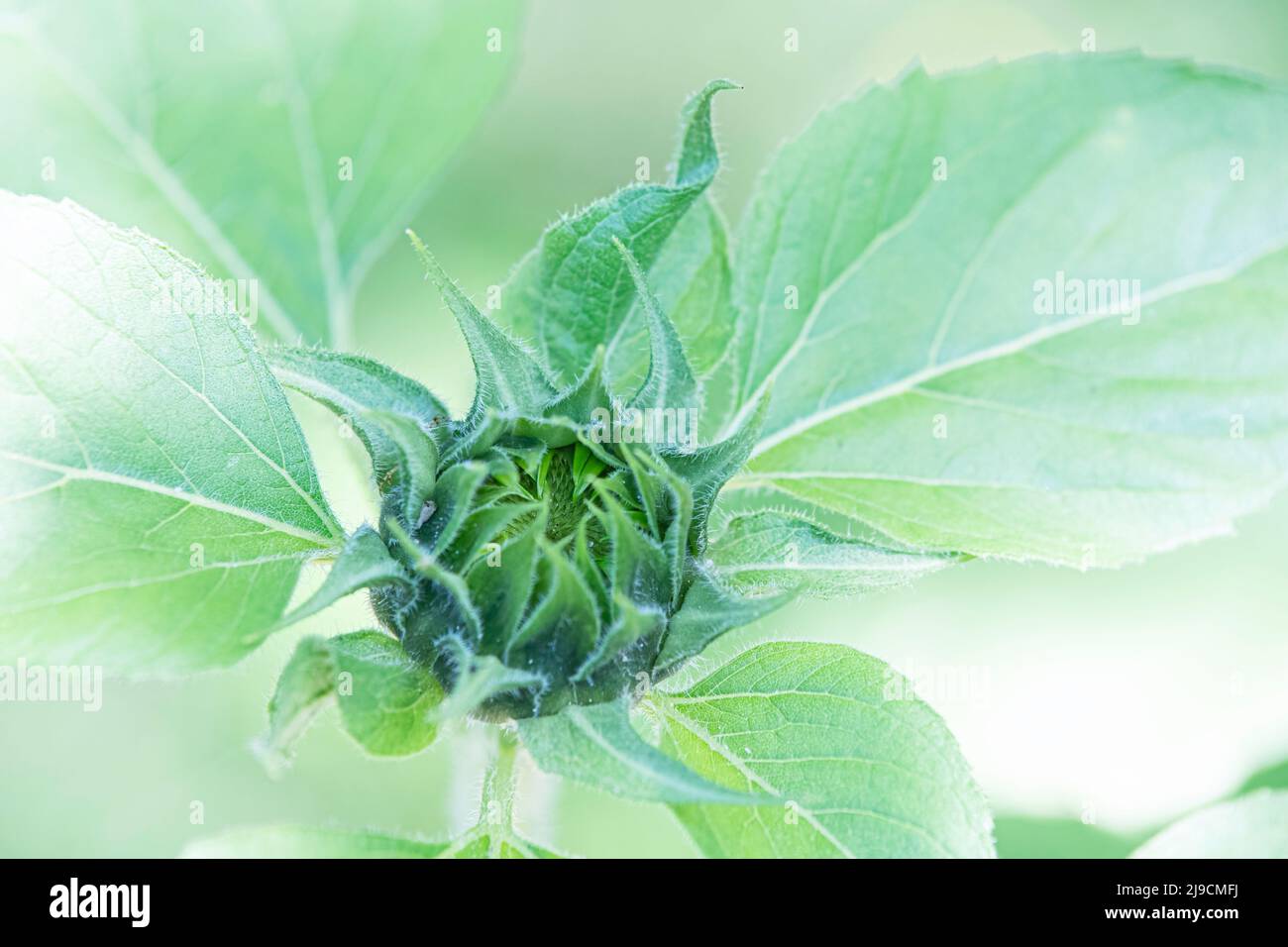 High-Key-Bild einer Sonnenblume (Helianthus annuus), die sich im Stadium vor der Blüte befindet. Stockfoto