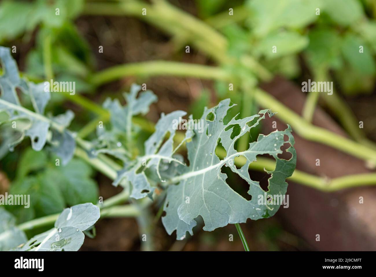 Schwere Insektenschäden an einer BrokkoliPflanze (Brassica oleracea var. italica) mit großen