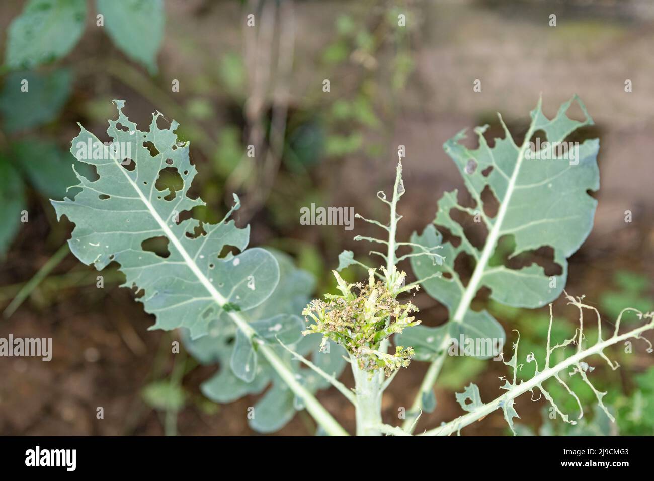 Schwere Insektenschäden an einer Brokkoli-Pflanze (Brassica oleracea var. italica). Stockfoto