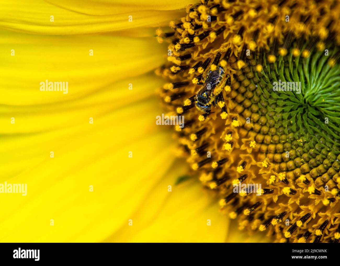 Kleine, mit Pollen bedeckte Biene auf einer Sonnenblume mit negativem Abstand links. Stockfoto