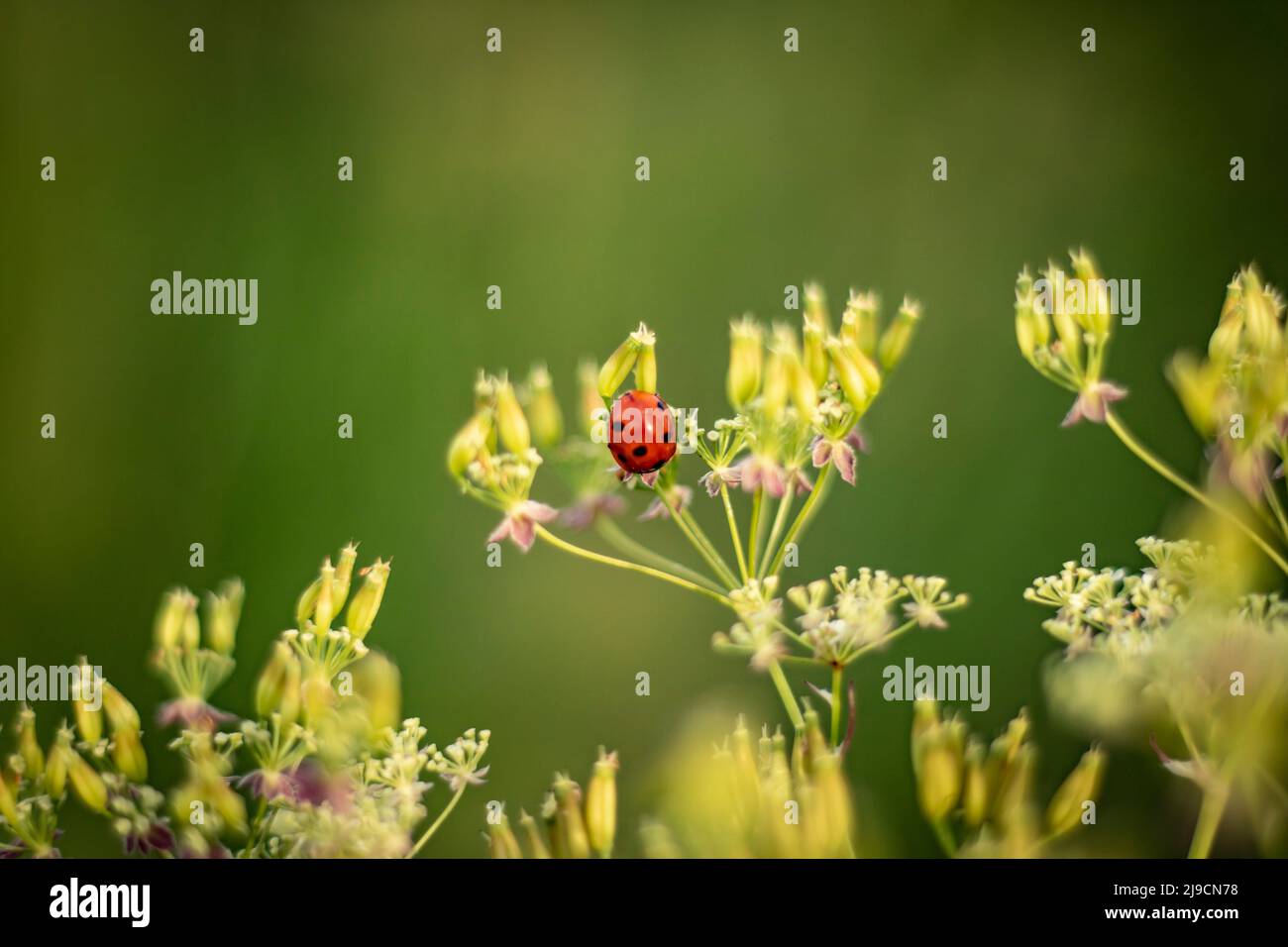 Marienkäfer auf einem grünen Blumenblatt, Nahaufnahme Stockfoto