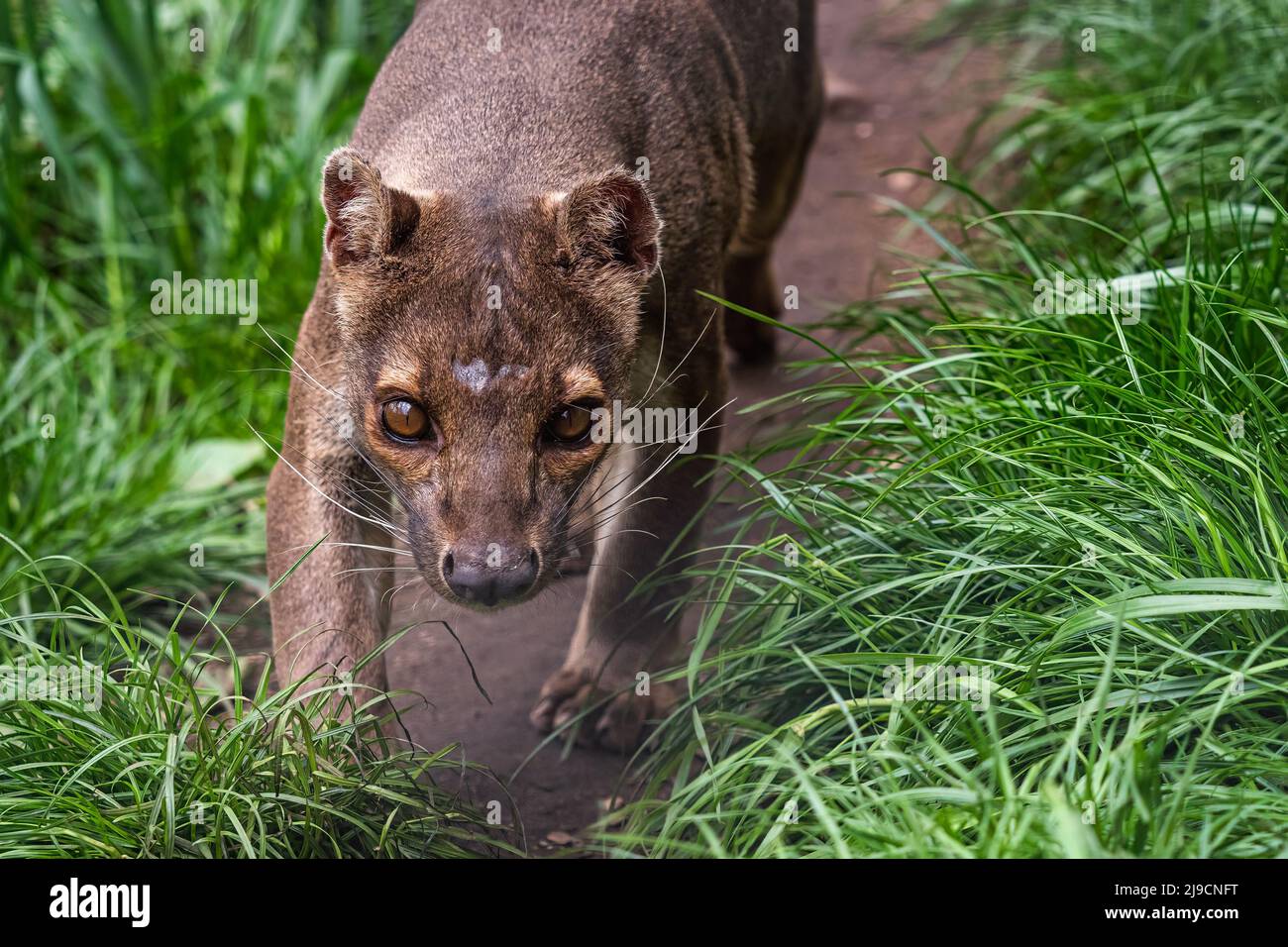 Endemische Madagaskar Fossa läuft auf dem Weg, Cryptoprocta ferox Stockfoto