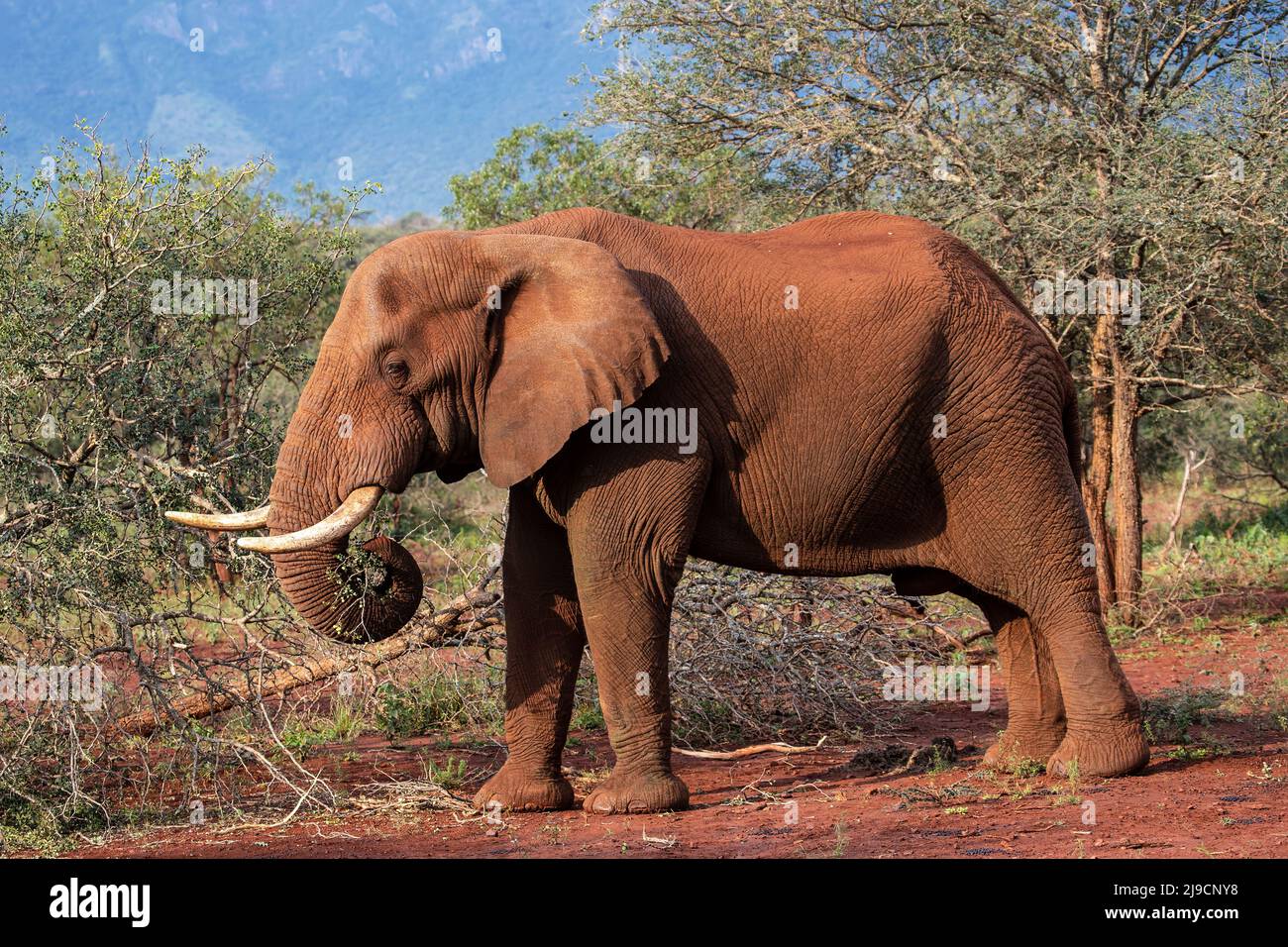 Afrikanischer Elefant Loxodonta africana mit großen Stoßzähnen im Profil, der unter Akazienbäumen in Südafrika surft Stockfoto