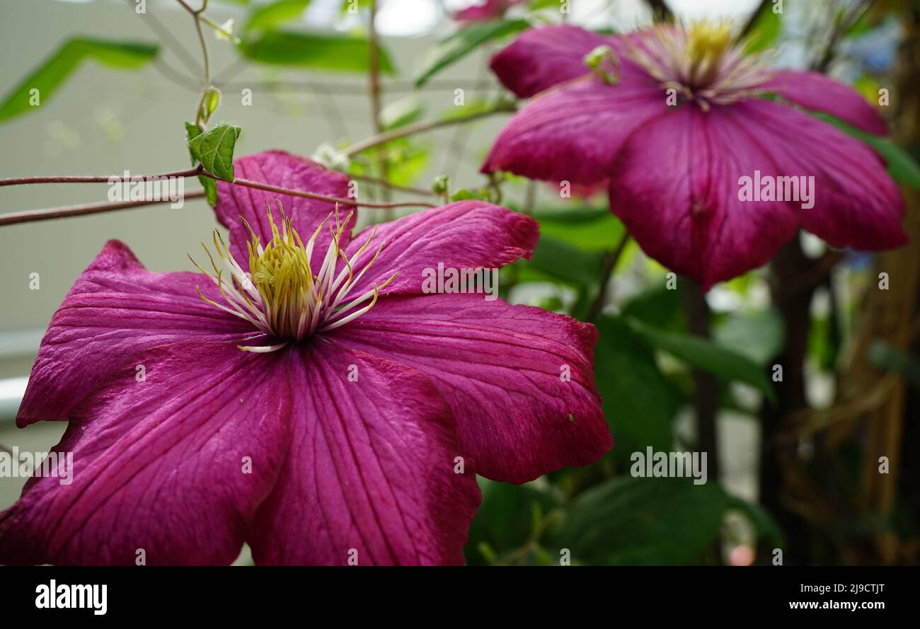 Clematis Hybrid mit großen dunkelroten Blüten Stockfoto