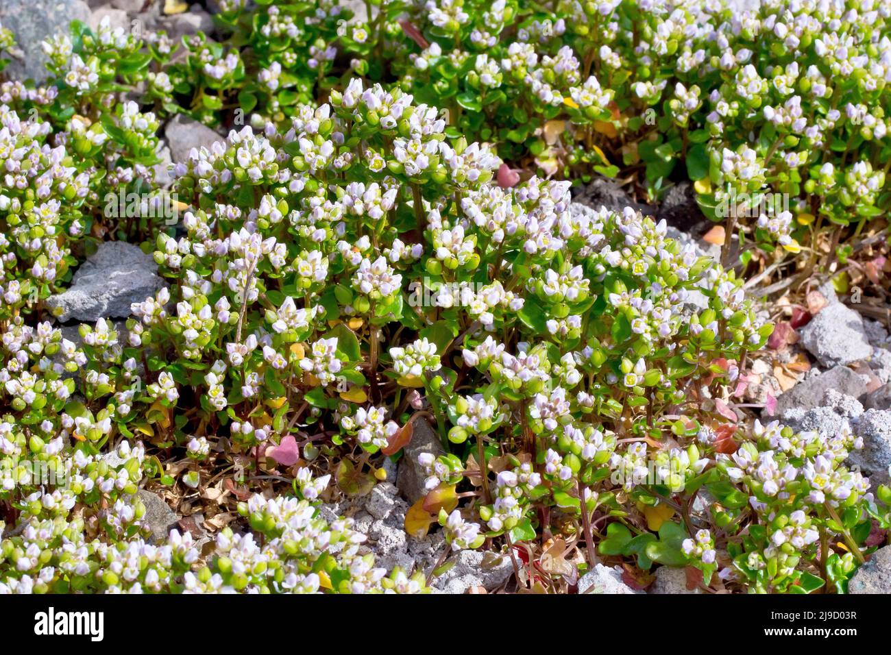 Skorbut-Gras, wahrscheinlich dänisches Skorbut-Gras (cochlearia danica), Nahaufnahme einer Blumenmasse, die auf einem Stück rauem Boden wächst. Stockfoto