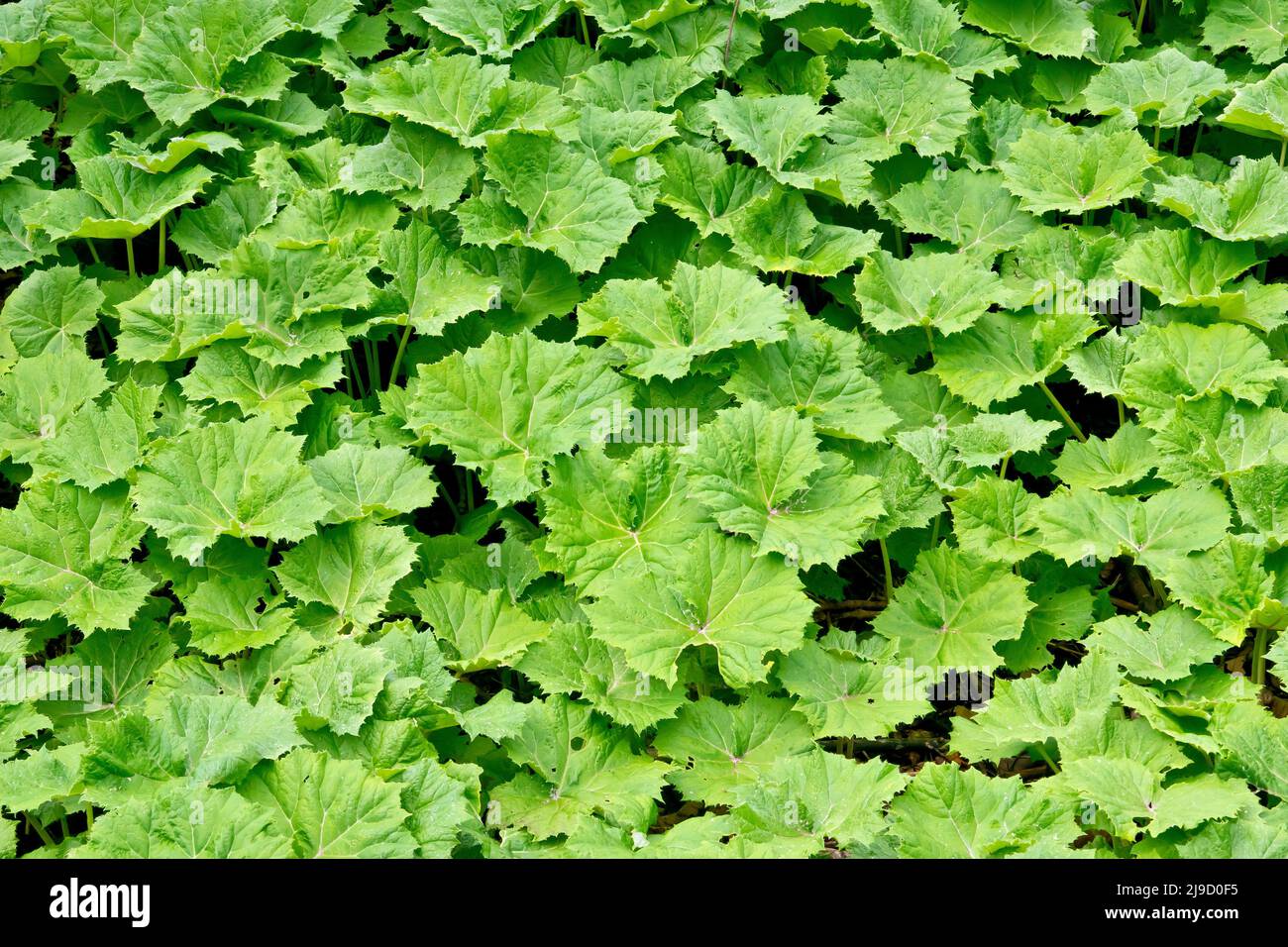 Weißer Butterbur (petasites albus), Nahaufnahme eines dichten Fleckens der großen kreisförmigen Blätter, die sich auf dem Waldboden bilden, nachdem die Pflanze geblüht hat Stockfoto