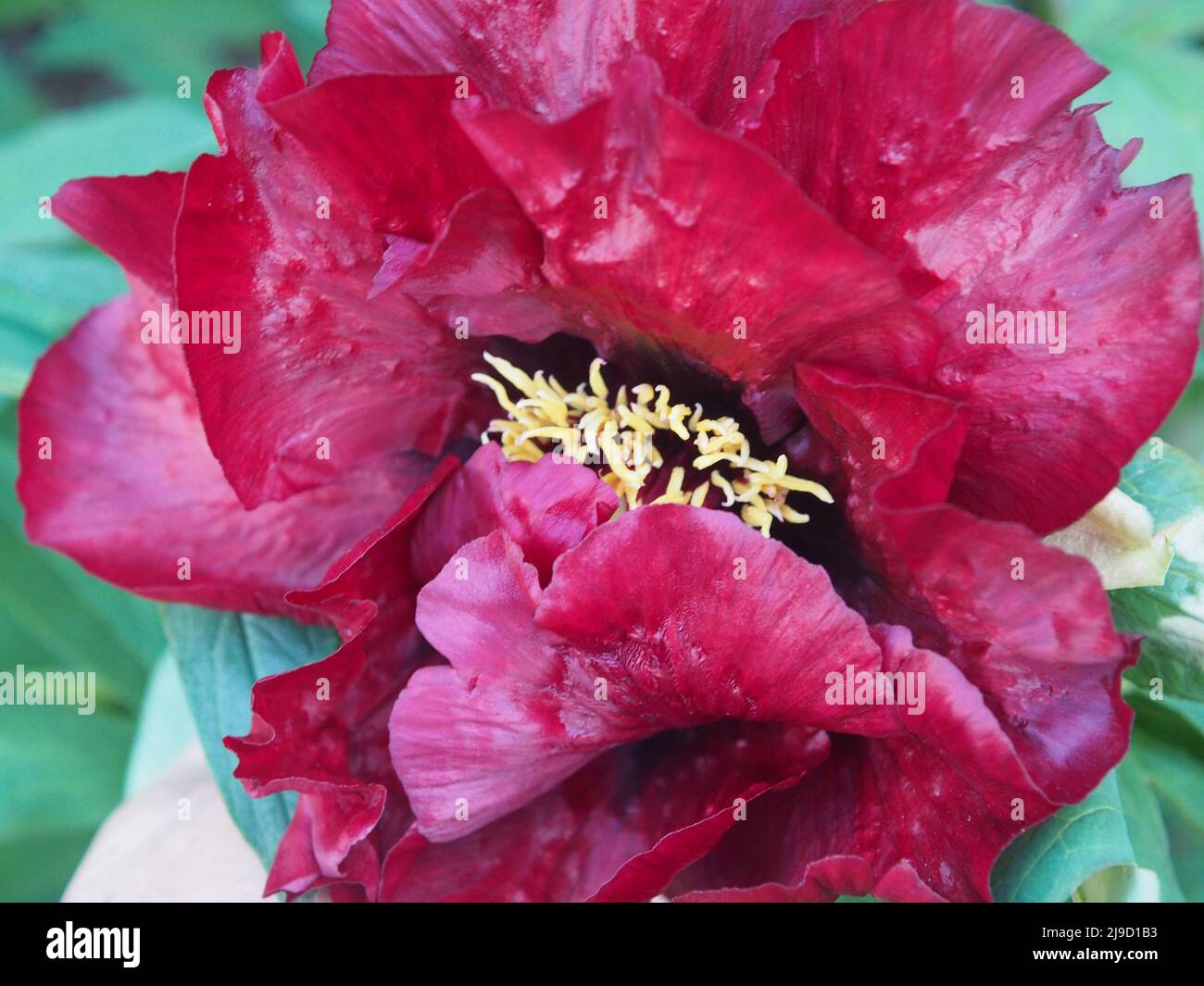 Tiefrote Pfingstrose oder peonia Blume Stockfoto