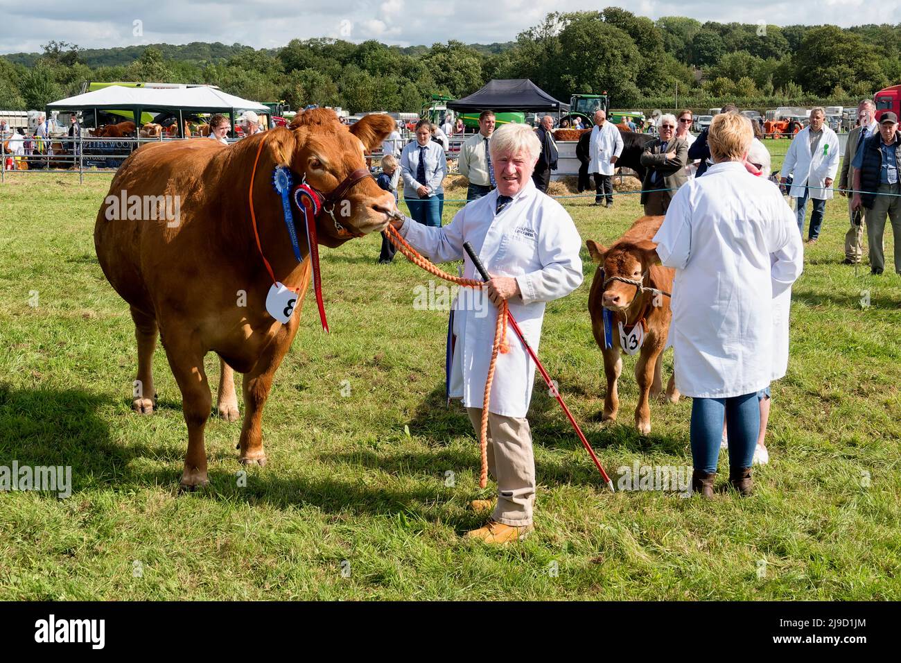 Frome, Somerset, Großbritannien - 11 2021. September: Eine britische Limousin Heifer und ihr Kalb werden auf der Frome Agricultural and Cheese Show 2021 beurteilt Stockfoto