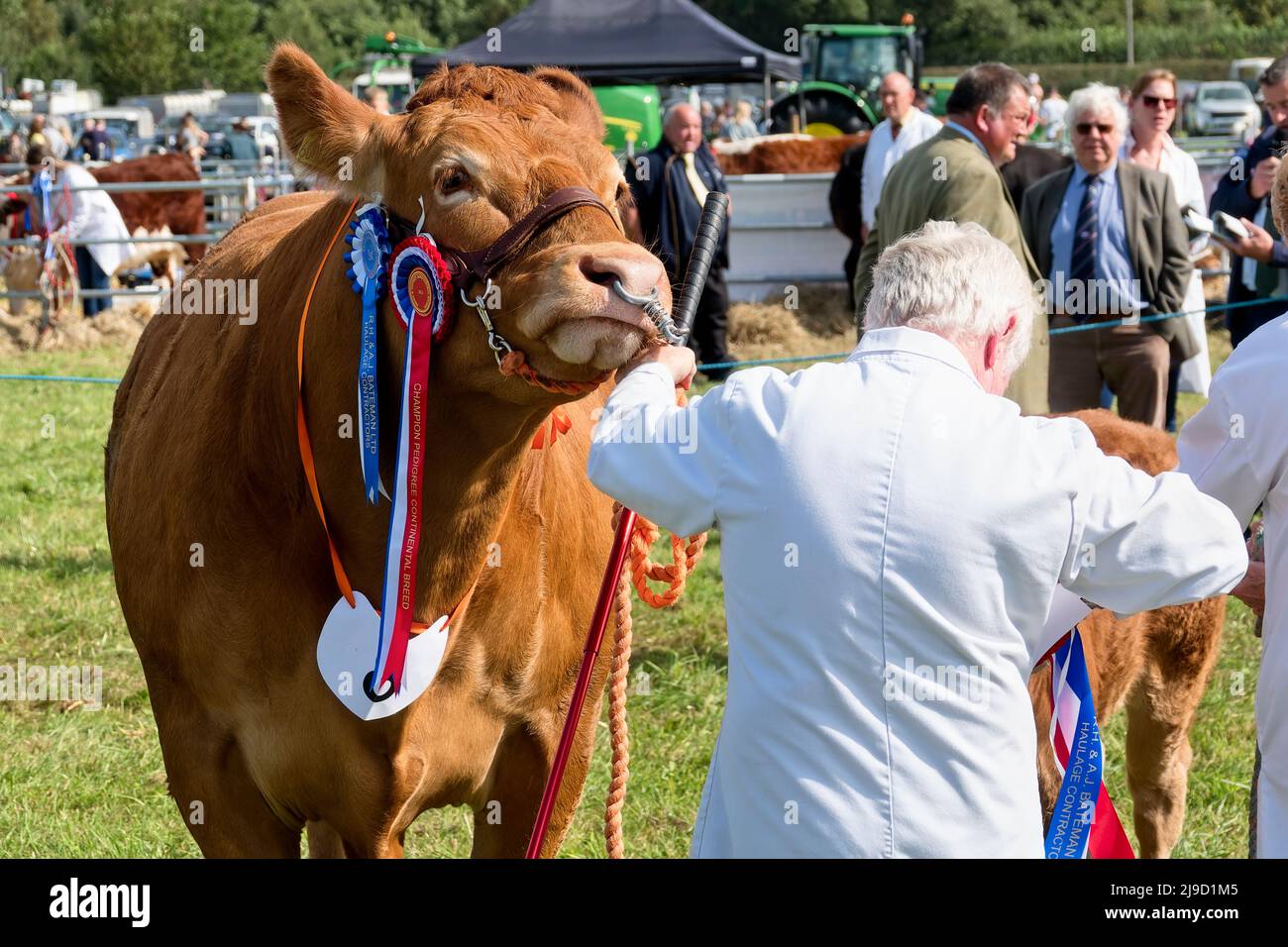Frome, Somerset, Großbritannien - 11 2021. September: Eine britische Limousin Heifer und ihr Kalb werden auf der Frome Agricultural and Cheese Show 2021 beurteilt Stockfoto