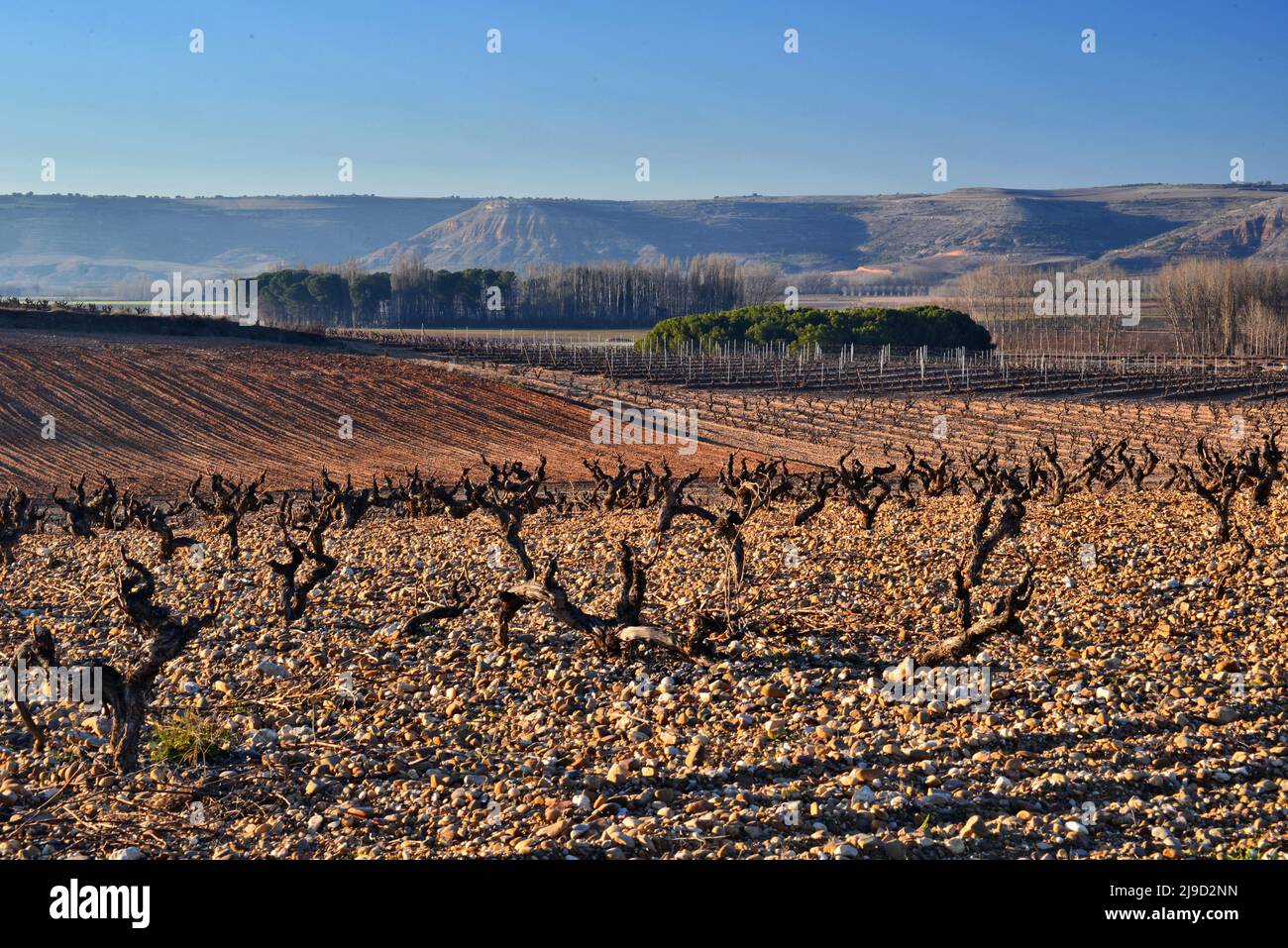 Weinberge am Campo de Borja im Winter Stockfoto