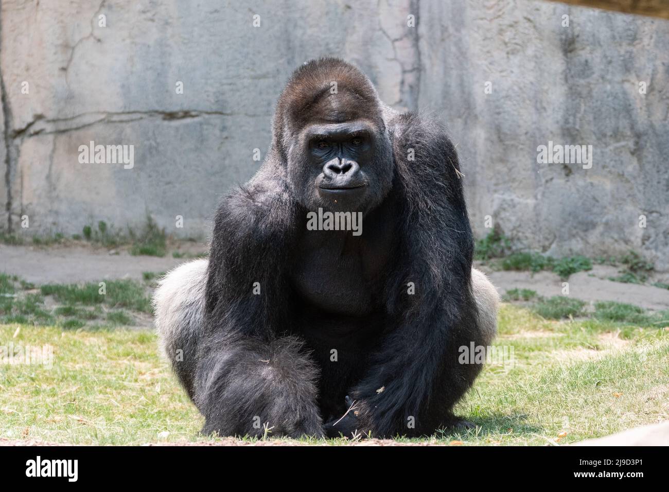 Ein großer, männlicher, silberner Gorilla mit Rückenlehne sitzt im Gras in der Nähe einer Felswand und starrt mit einem einschüchternden Grinsen im Gesicht auf die Kamera. Stockfoto