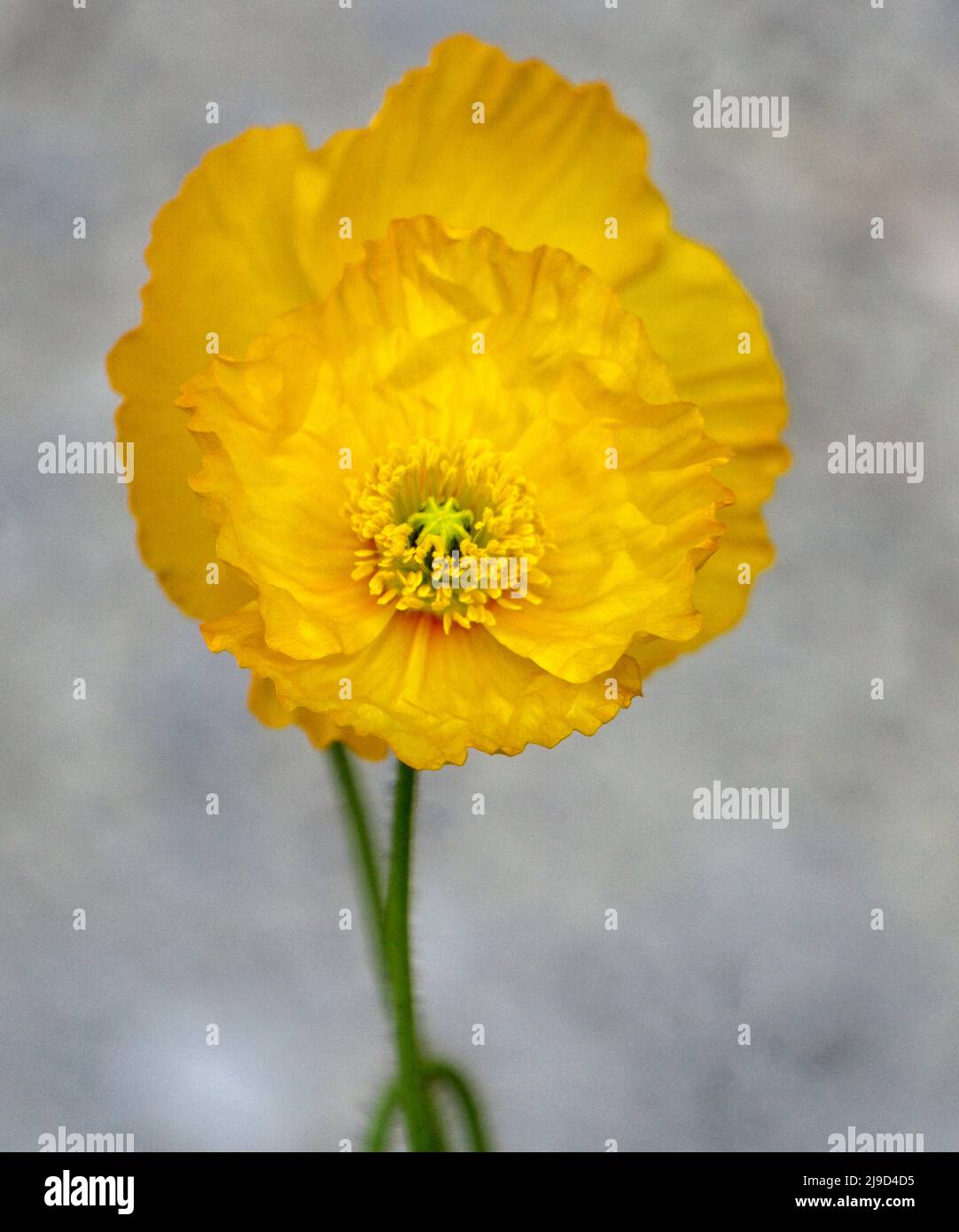 Schleichende Butterblume Calgary Alberta Stockfoto