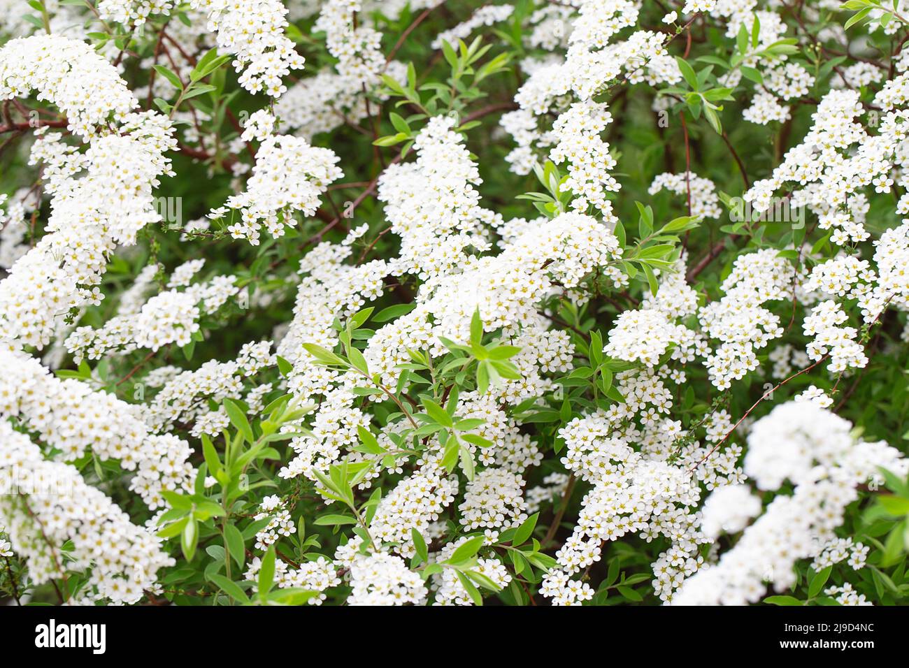 Blüte der Spirea nipponica Schneehügel im Frühling. Weiße Blüten von Spirea im Garten. Dekorative Blütensträucher für die Landschaftsgestaltung. Frühlingsflora Stockfoto