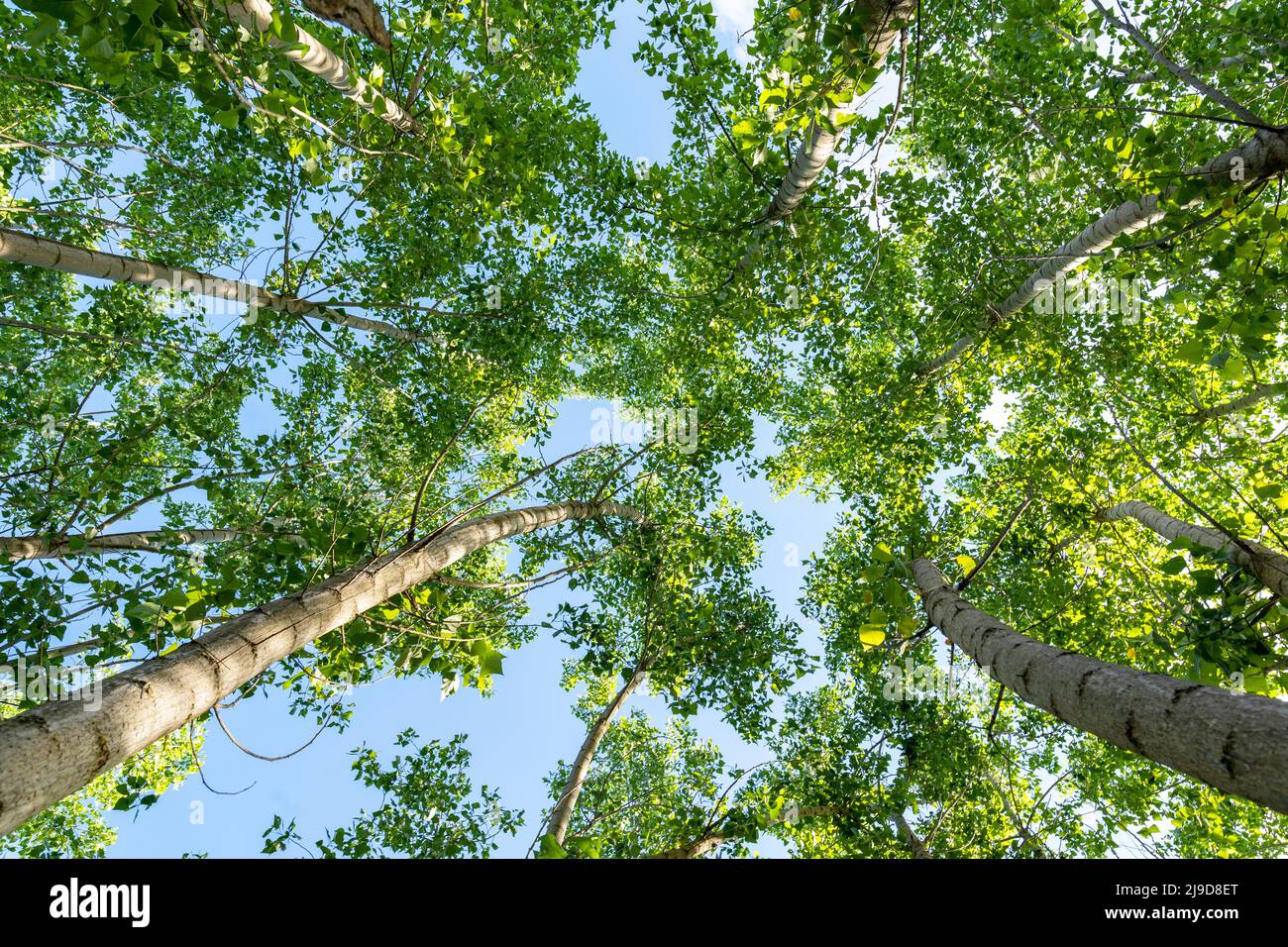 Unten Foto von Pappelbäumen und Recycling-Symbol-Design am Himmel als Symbol für saubere Luft Qualität. Konzept zur Reduzierung von CO2-Emissionen und Luftverschmutzung. Stockfoto