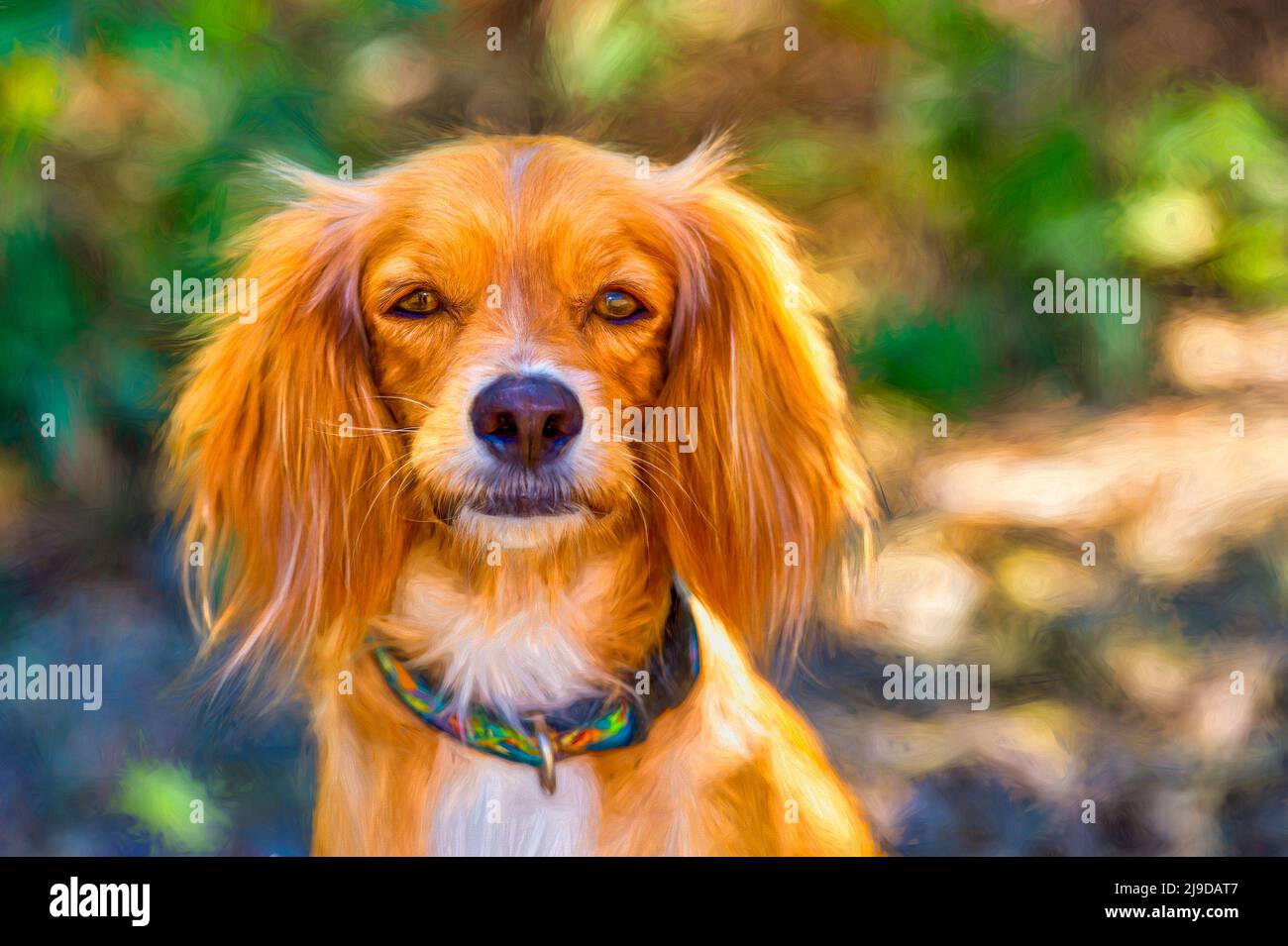 Nahaufnahme eines Cocker Spaniel Hundes im Freien im Illustrationsmalformat Stockfoto