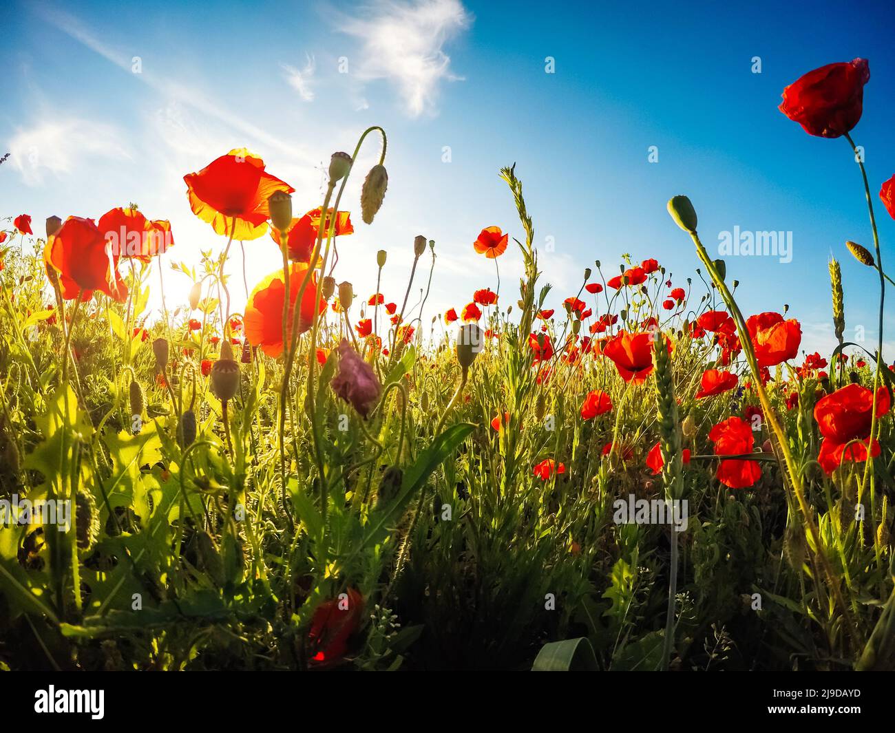 Blühende rote Mohnblumen auf dem Feld gegen die Sonne, blauer Himmel. Wilde Blumen im Frühling. Dramatische Tag und schöne Szene. Wunderbares Bild von Tapeten. Ex Stockfoto