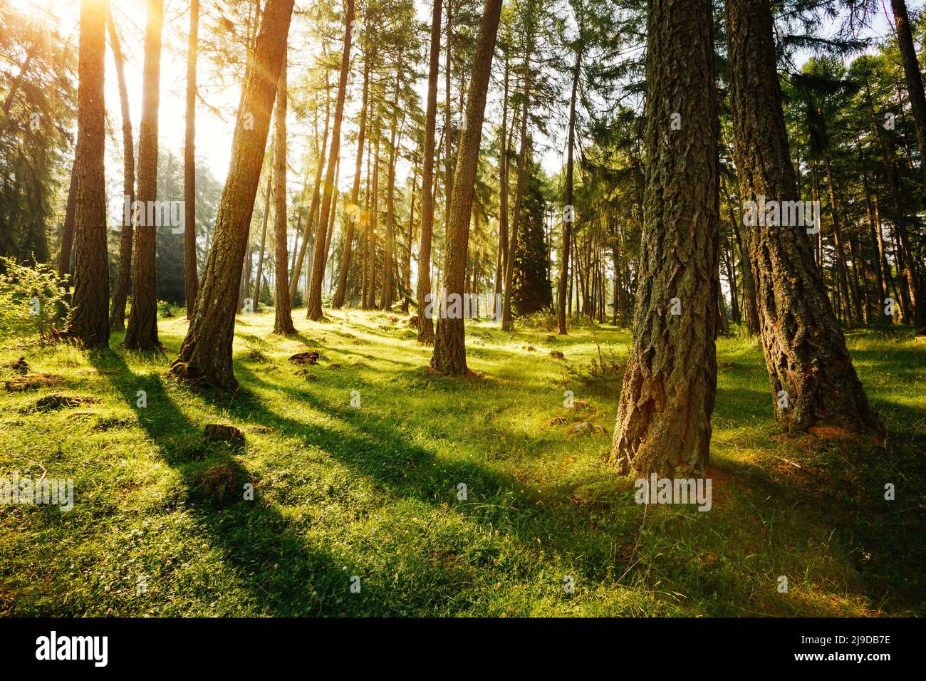 Magical Woods in der Morgensonne. Märchenwald im Frühling. Schönen Tag und schöne Szene. Kreative Natur wallpaper. Ort Italien Alp Stockfoto