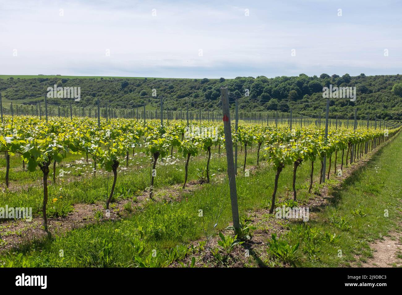 Rathfinny Wine Estate, East Sussex, Großbritannien Stockfoto