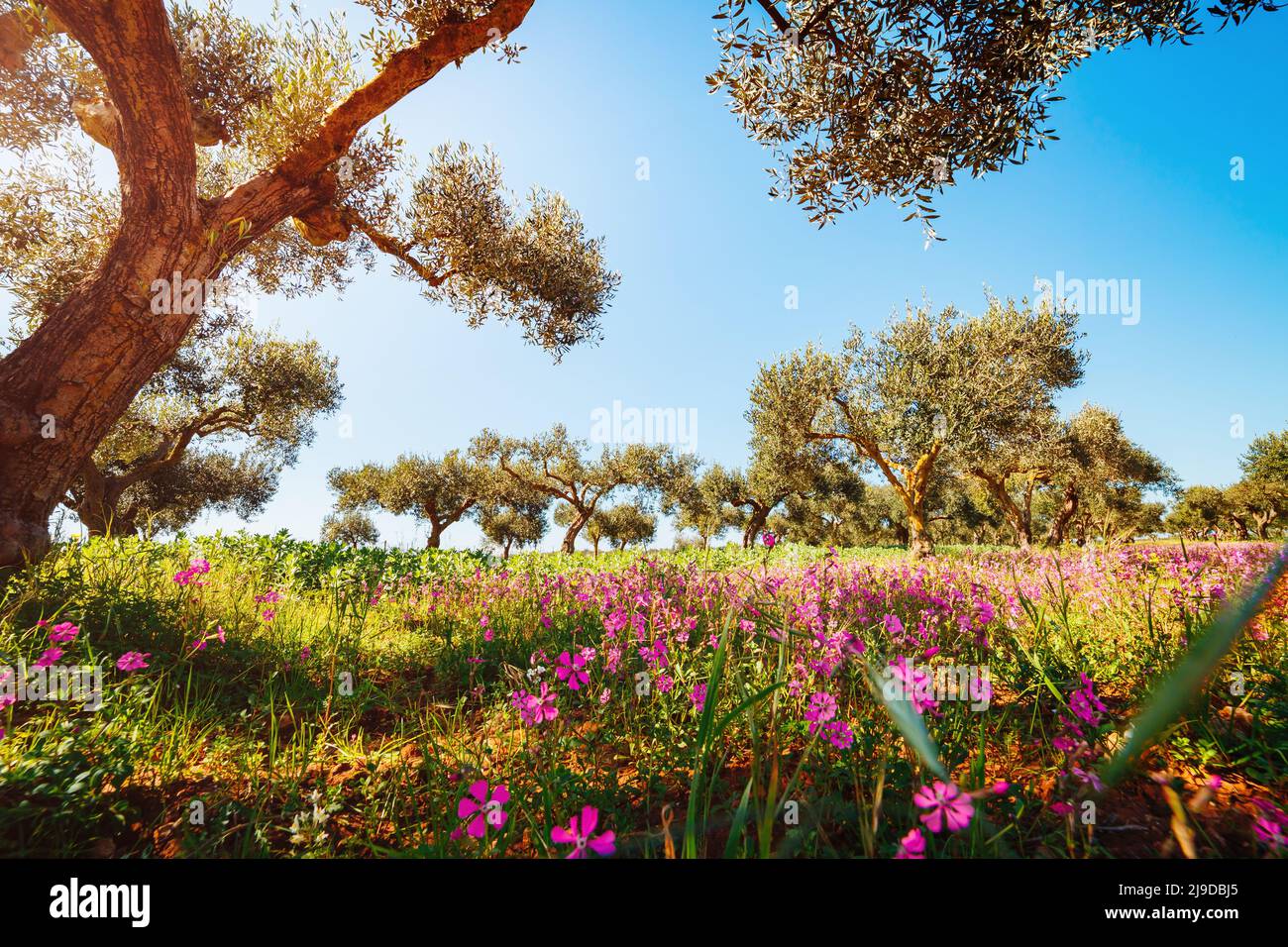 Herrlicher blühender Olivengarten. Malerischer Tag und wunderschöne Szene. Feenwald im Frühling. Lage Insel Sicilia, Italien, Europa. Kreativ na Stockfoto