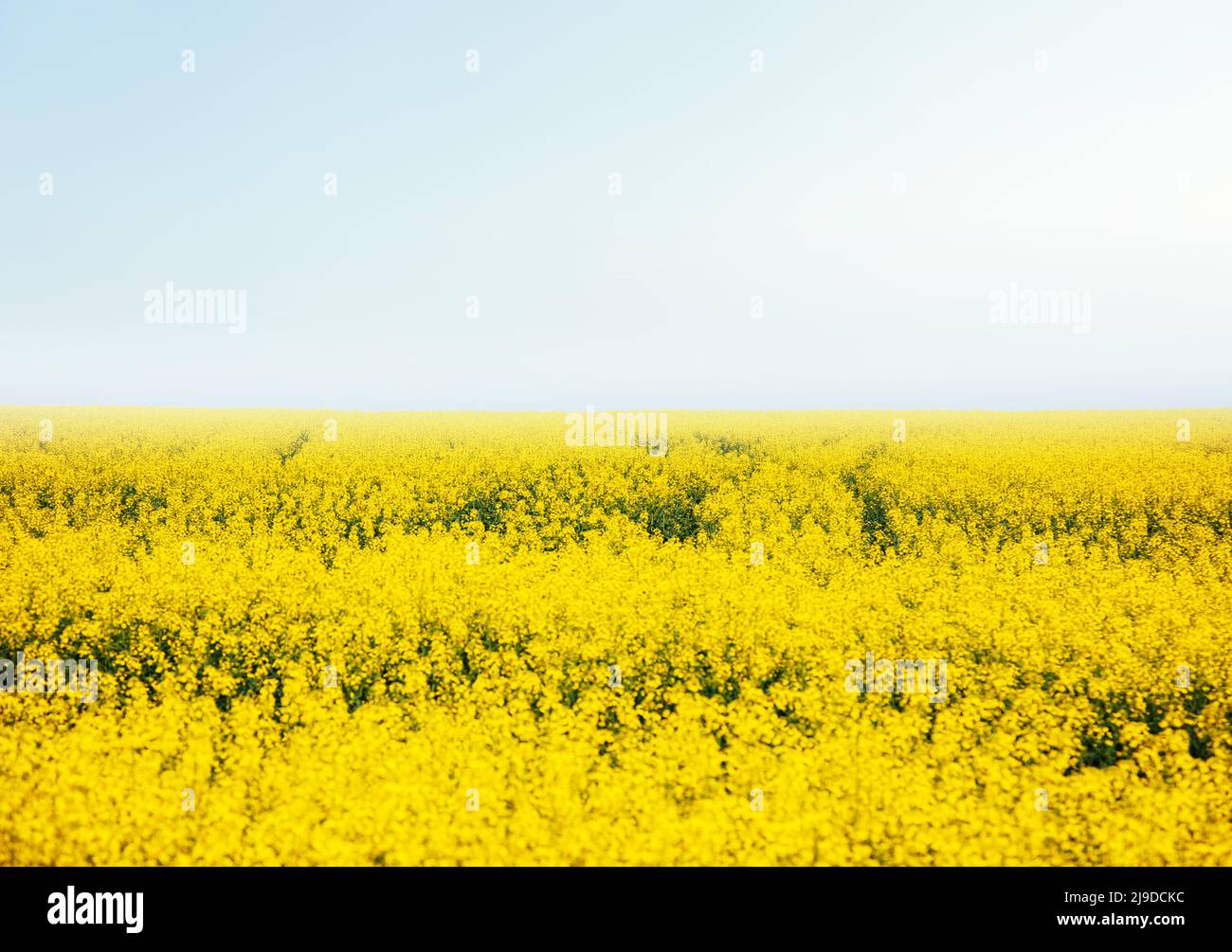 Großes Rapsfeld im Sonnenlicht. Herrlicher Tag und malerische Szene. Lage ländlicher Ort der Ukraine, Europa. Wunderbares Bild von Tapeten. Ökologische Nachteile Stockfoto