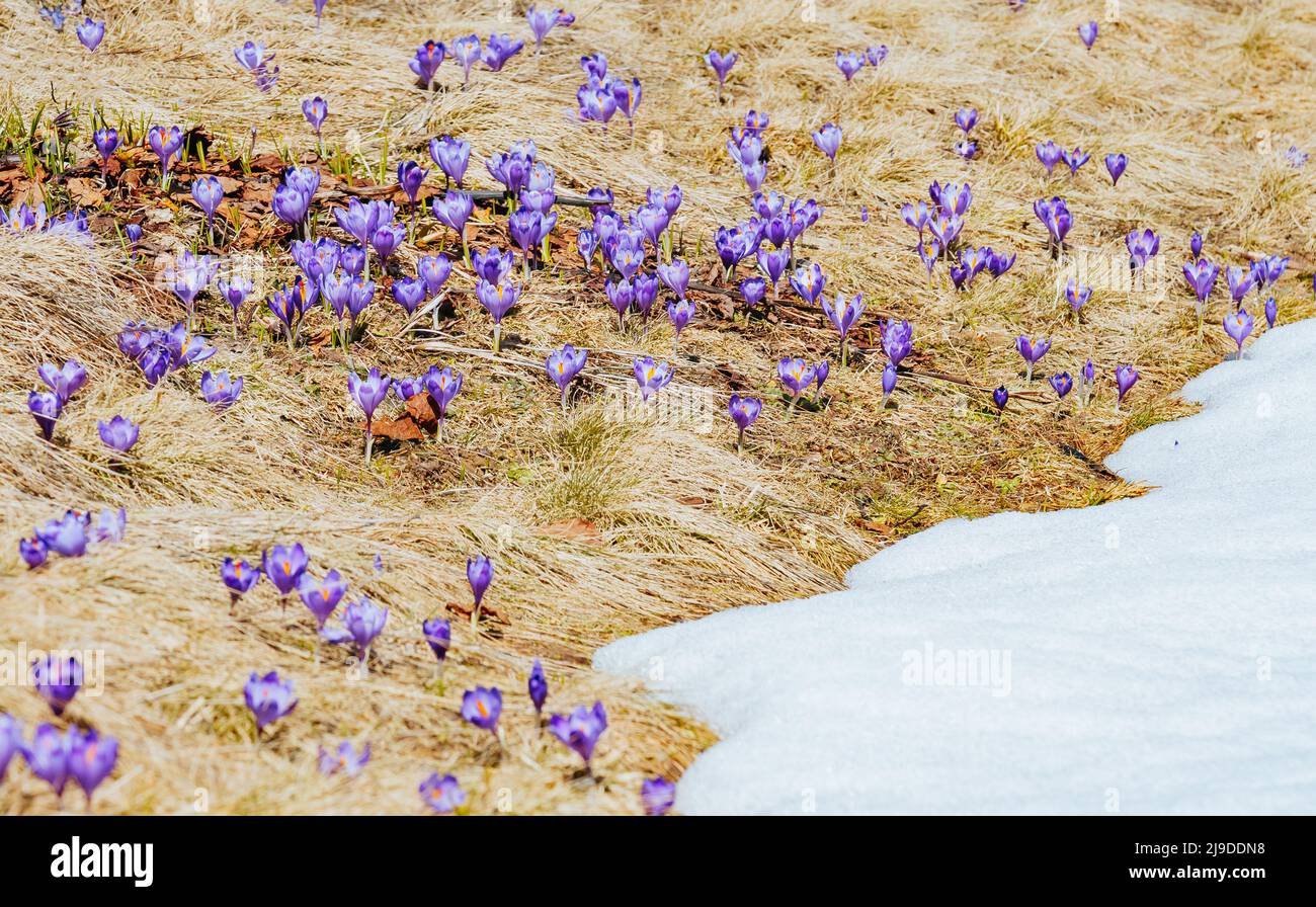 Atemberaubende erste Blüten in trockenem gelbem Gras. Wunderschöner Tag und schöne Szene. Lage Ort Karpatenberg Ukraine. Wundervolle Tapete. Abstract s Stockfoto