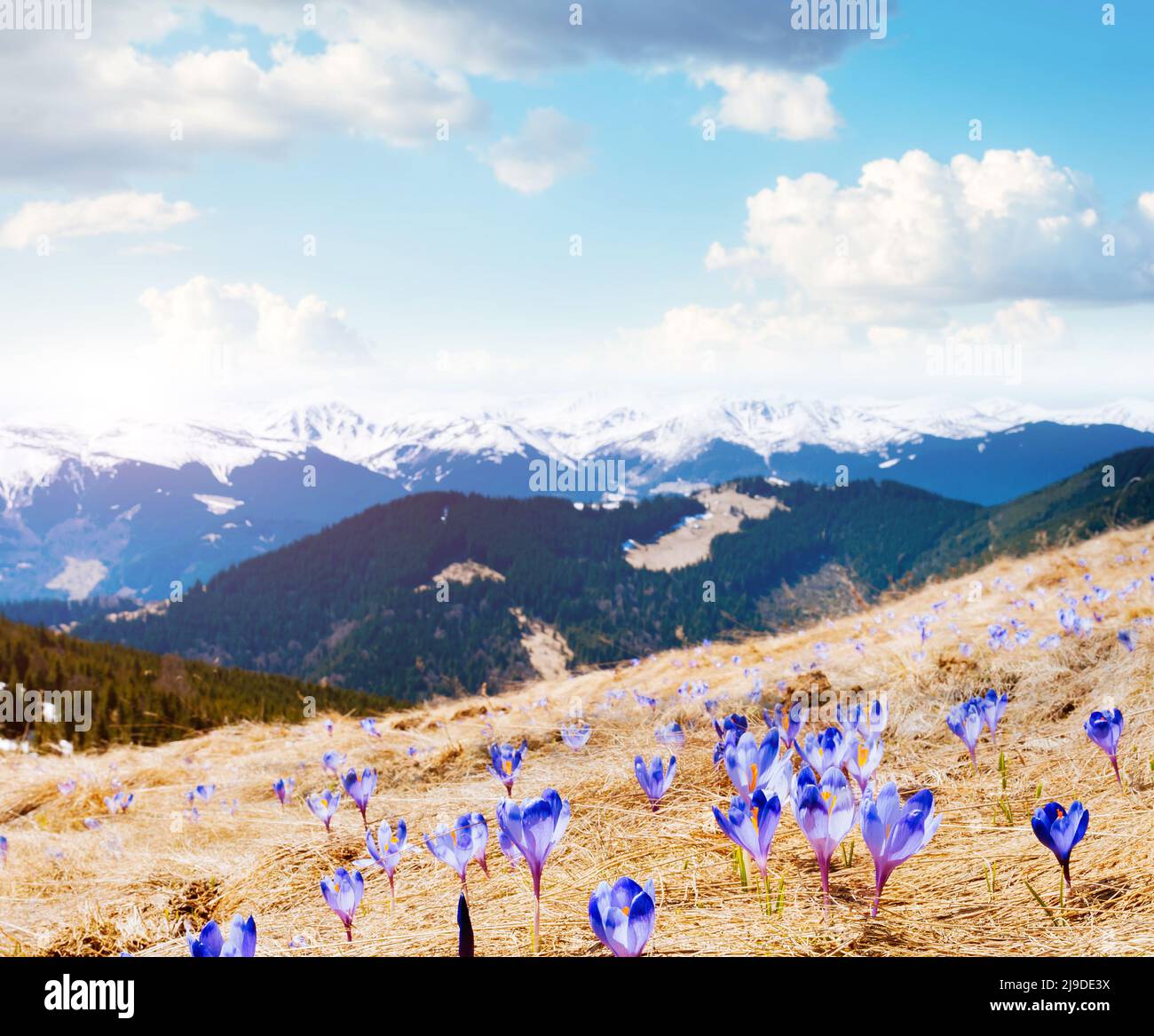 Tolle erste Blumen im Alpental. Herrlicher Tag und malerische Szene. Lage Ort der Karpaten, Ukraine, Europa. Wunderbares Bild von der Wand Stockfoto