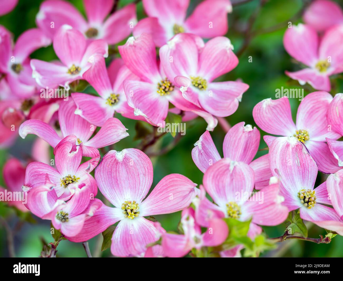 Blühender Dogwood Strauch mit rosa Blüten in Blüte Stockfoto