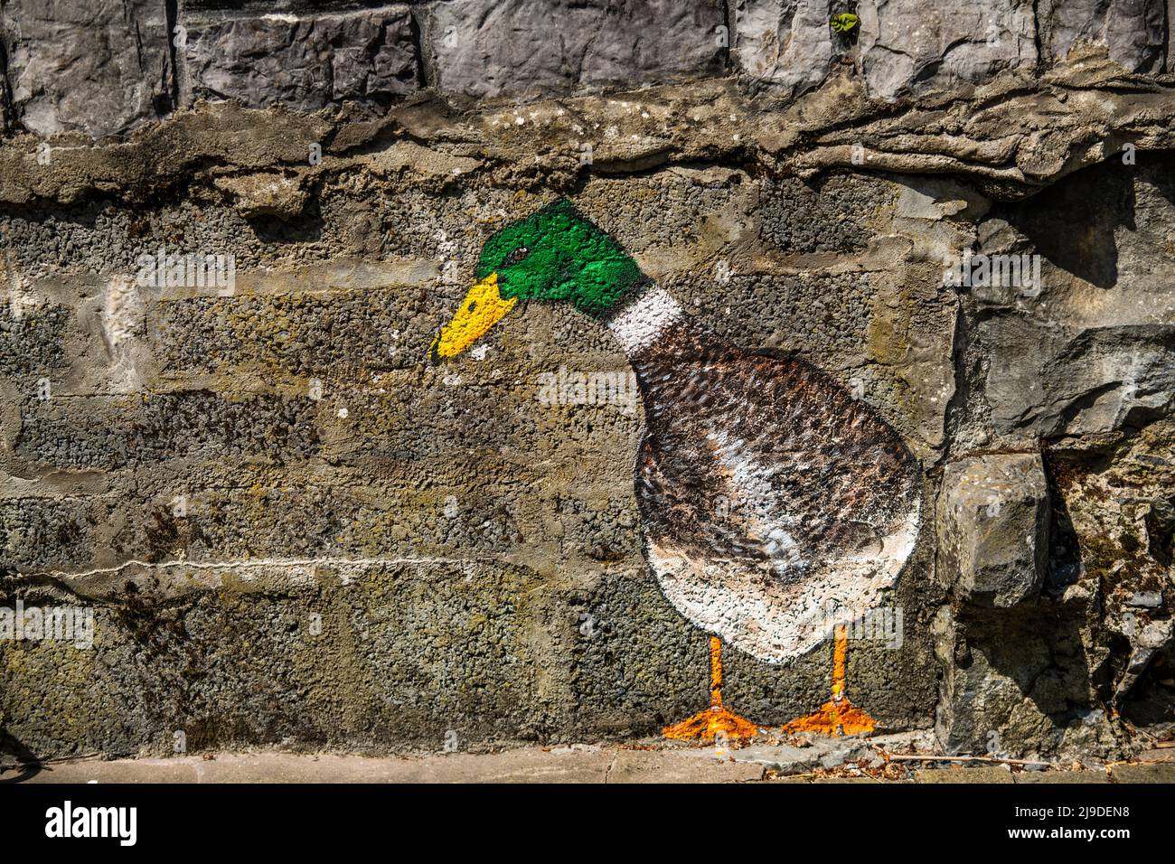 Tiere in der Straßenmalerei, künstlerische Darstellung von Tieren auf Straßen, Stadtmauern, Limerick, Irland, Mai, 15,2022 Stockfoto