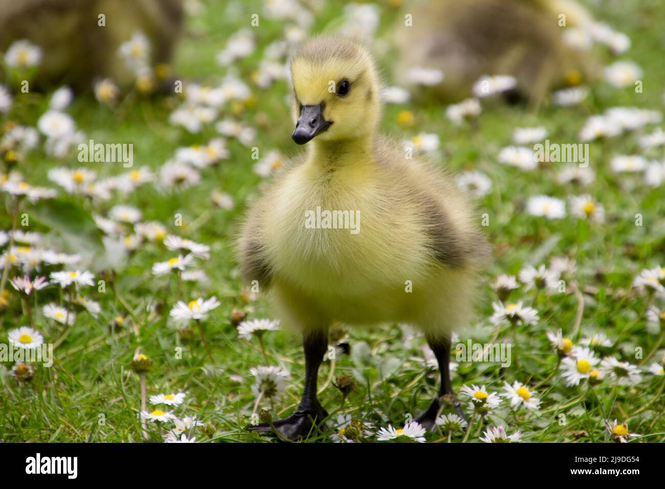 Kanadagans (Branta canadensis), die in einem Gänseblümchen-Feld Gänseblümchen - in der Bramhall Hall, Bramhall Park, Stockport, Großbritannien Stockfoto