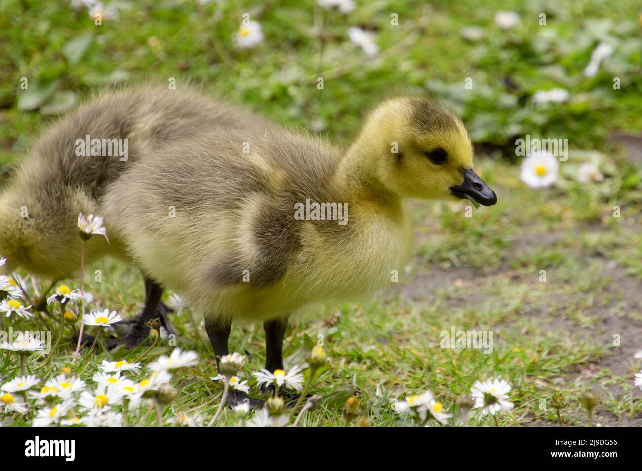 Kanadagans (Branta canadensis), die in einem Gänseblümchen-Feld Gänseblümchen - in der Bramhall Hall, Bramhall Park, Stockport, Großbritannien Stockfoto