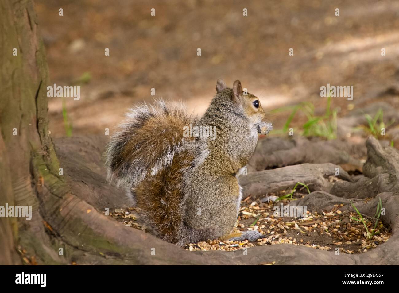 Eastern Grey (Grey) Eichhörnchen (Sciurus carolinensis) stehen und essen eine Nuss - in Bramhall Hall, Bramhall Park, Stockport, Großbritannien Stockfoto