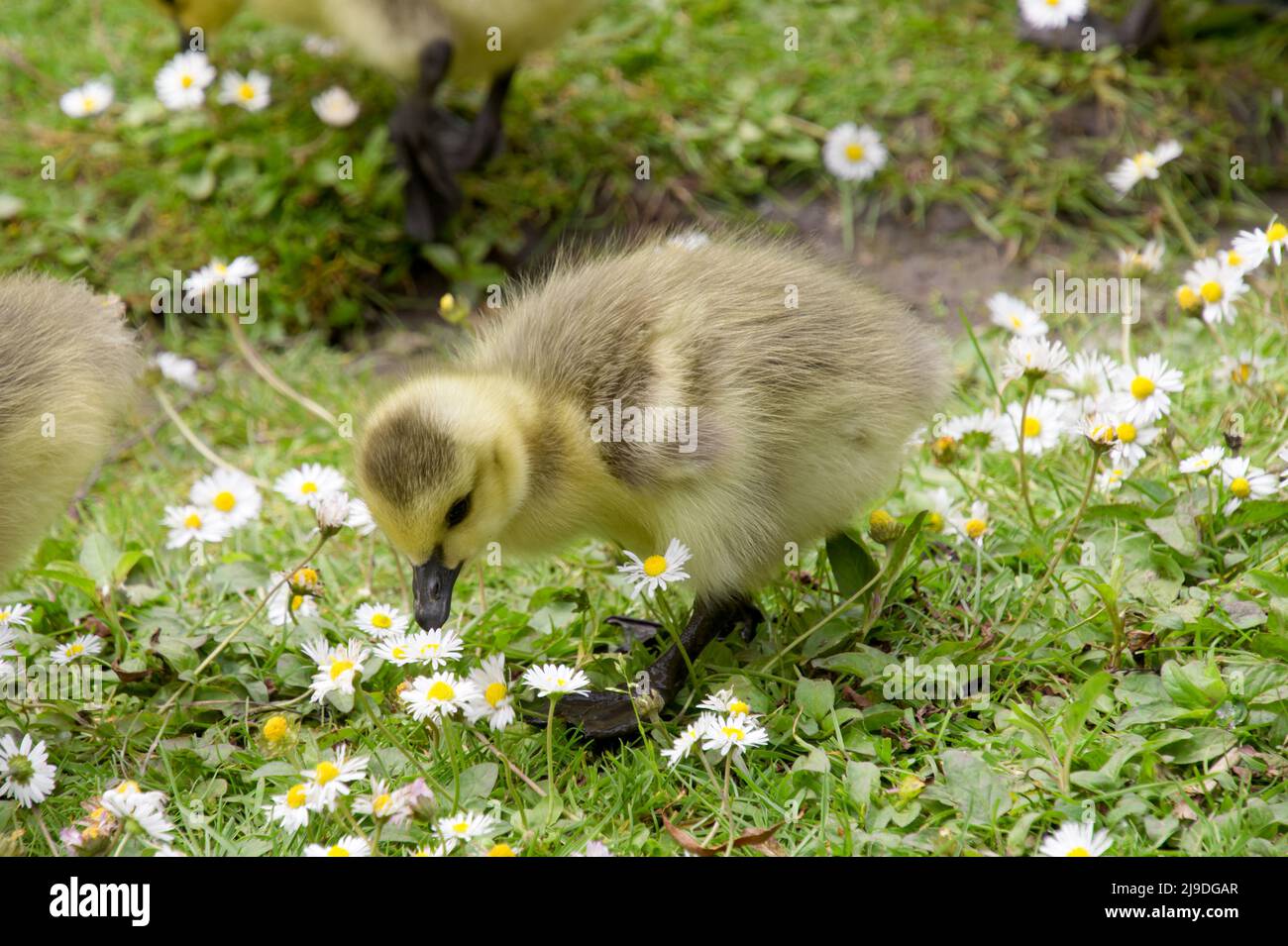 Kanadagans (Branta canadensis), die in einem Gänseblümchen-Feld Gänseblümchen - in der Bramhall Hall, Bramhall Park, Stockport, Großbritannien Stockfoto