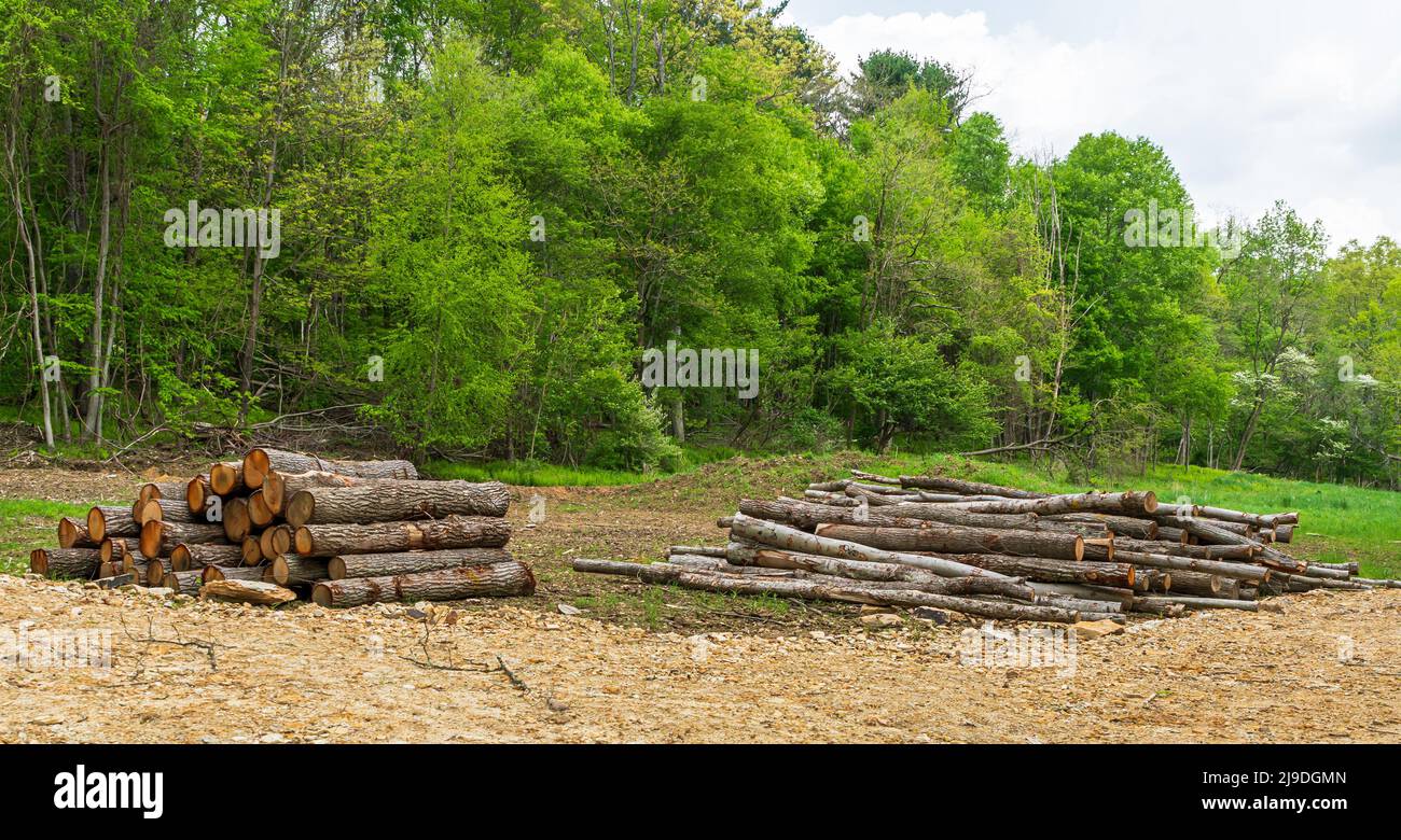 An einem Frühlingstag stapelten sich zwei Stapel Schnittholz auf einem Feld in Warren County, Pennsylvania, USA Stockfoto
