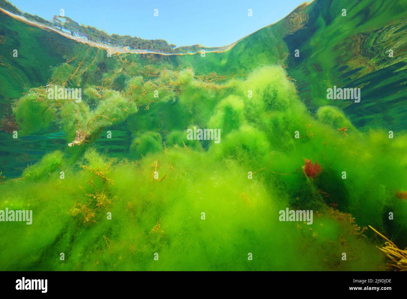 Filamentalgen unter der Wasseroberfläche unter Wasser im Ozean, Algenblüte, Ostatlantik, Spanien, Galicien Stockfoto