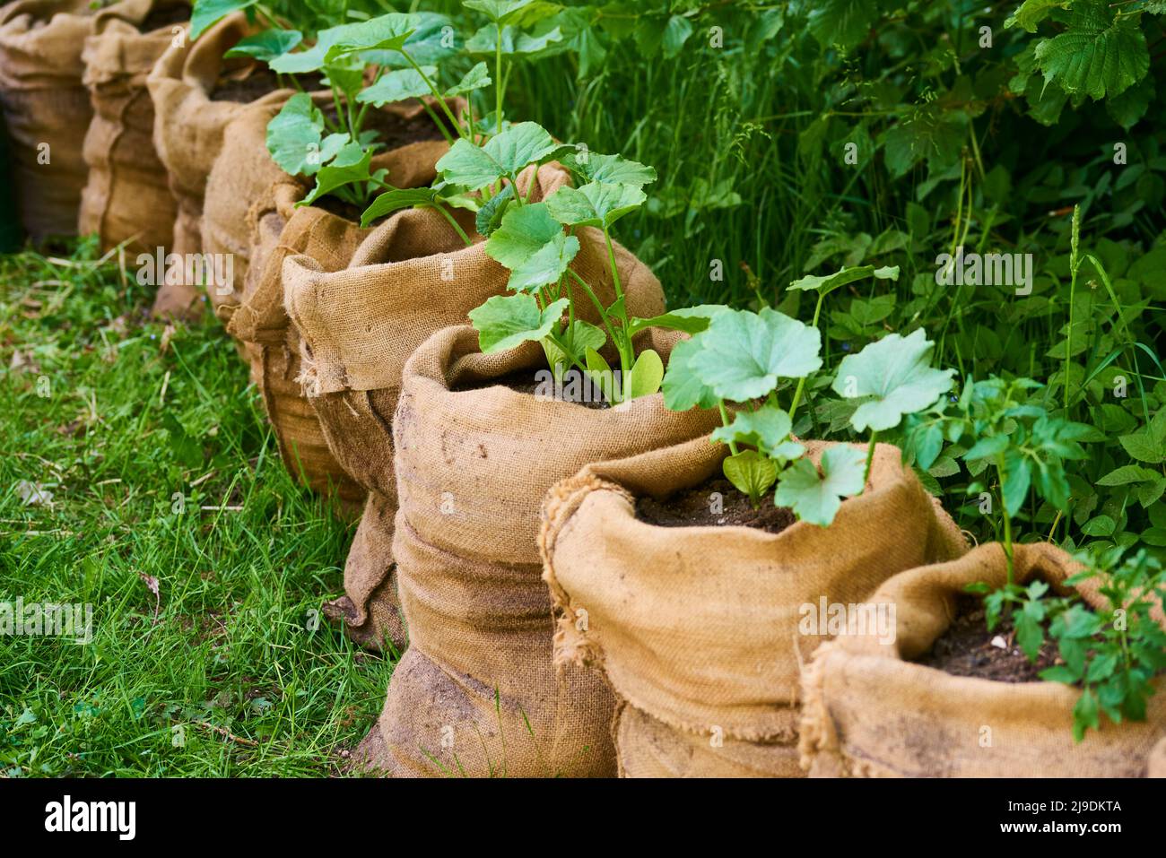 Kürbis- und Tomatensämlinge in Jutebeuteln voller kompostierten Erde im Garten anbauen. Stockfoto