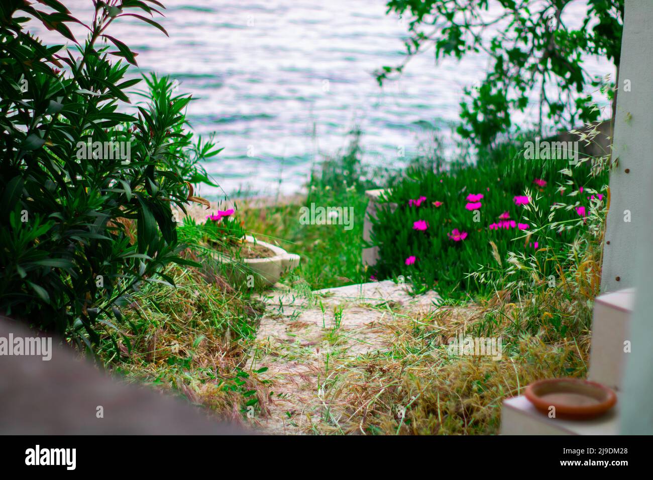 Flower meadow the mediterranean sea Fotos und Bildmaterial in hoher