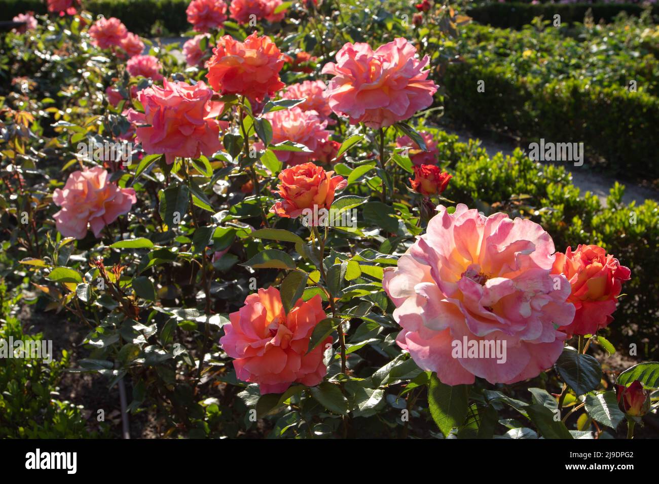 Leuchtend orangefarbene Rosenblüten bei Sonnenuntergang im Garten. Stockfoto