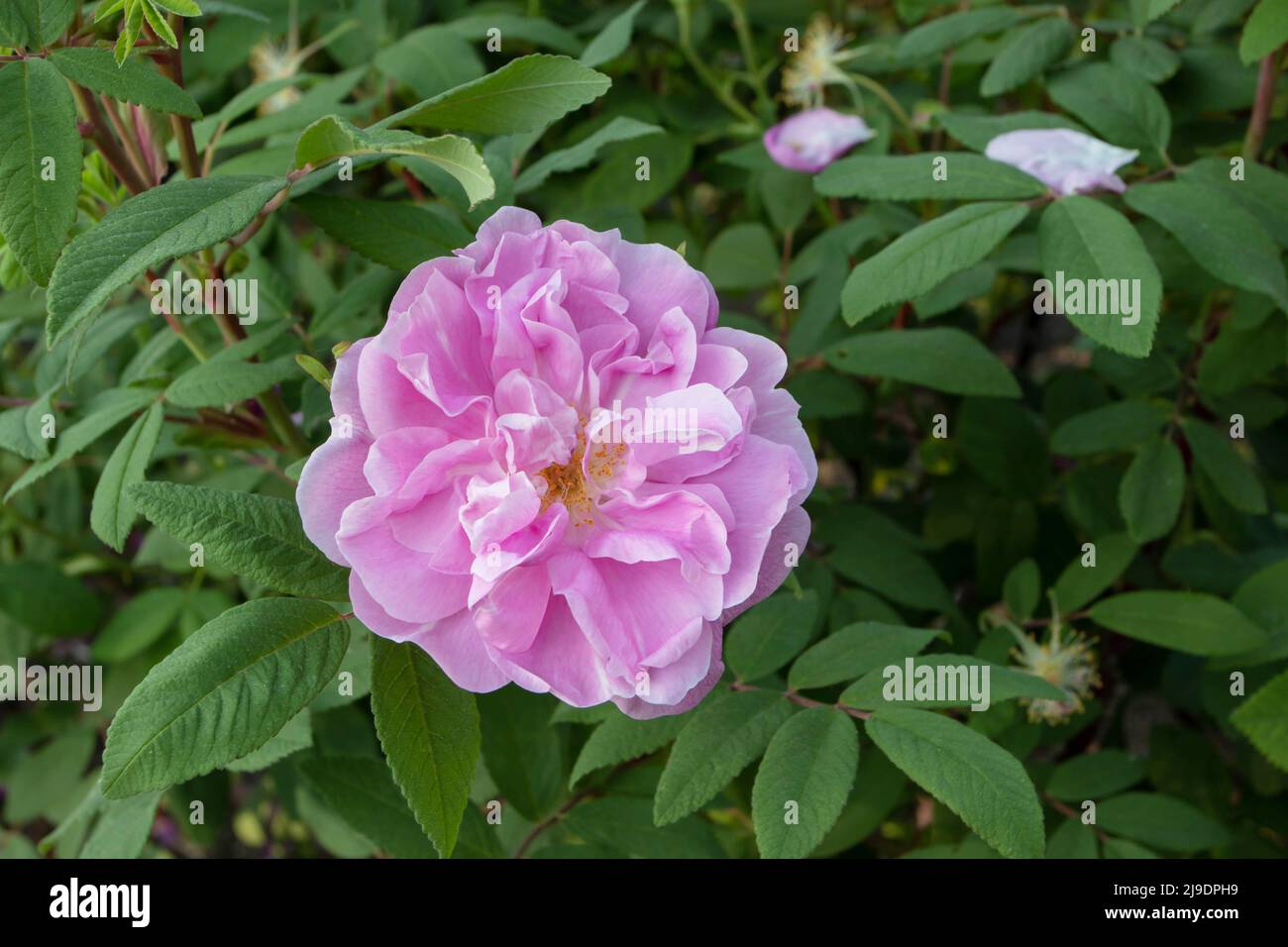 Altmodische blassrosa Strauchrose aromatische Blume im Garten. Stockfoto